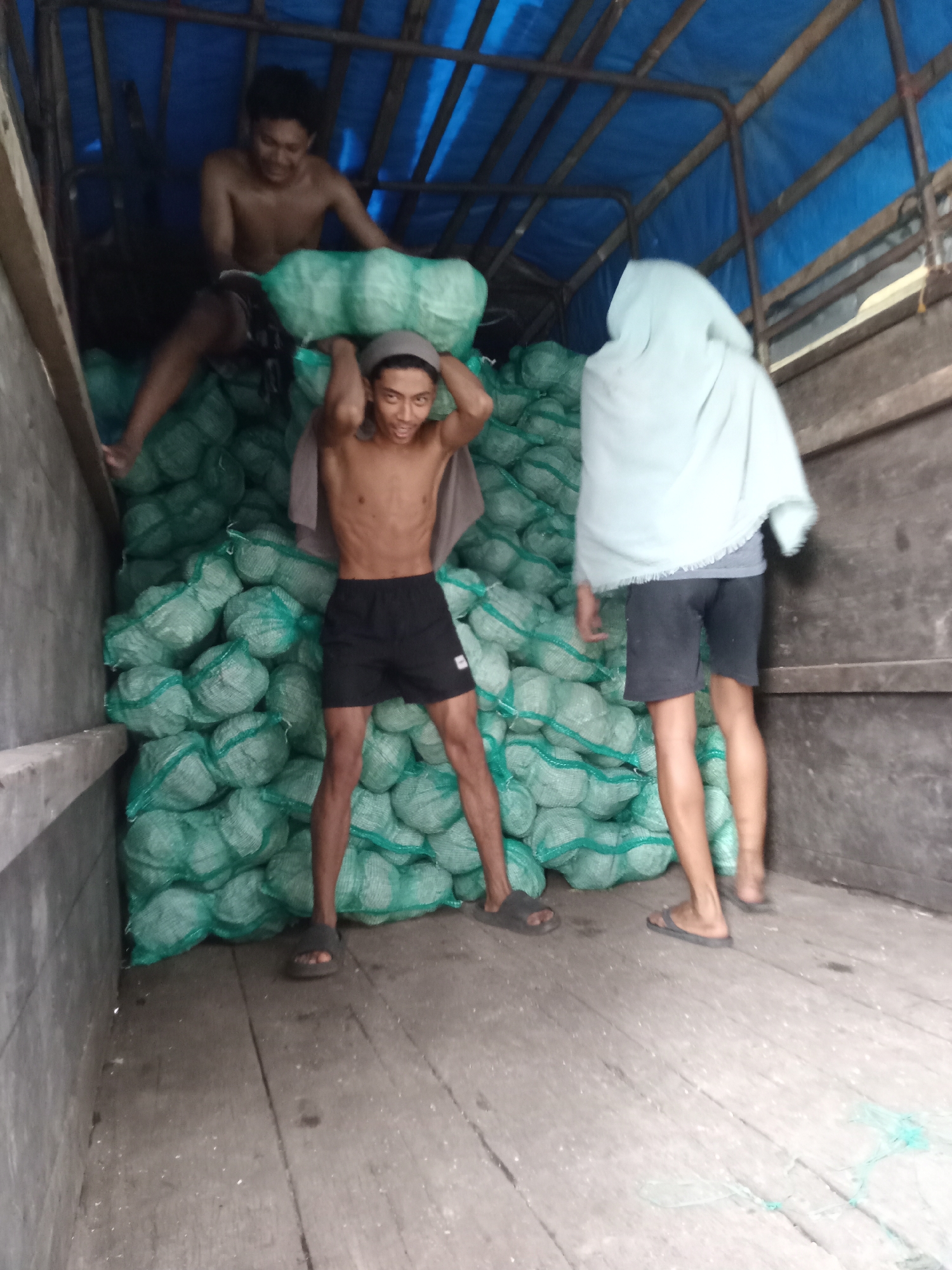 In the cargo area of a truck, three individuals are engaged in moving sacks of produce, likely coconuts, which are piled high. The sacks are uniformly green, wrapped in netting. One person is seated at the rear of the truck, on top of the sacks, holding one of the sacks. Another person stands in the center, holding a sack above their head, appearing to be in the process of moving it. The third person stands to the right, facing away from the camera, with a light-colored shawl draped over their head and shoulders, also near the sacks. The truck bed is made of wooden planks. The scene appears to be in a working environment, possibly a market or storage facility, in Sunggal, Indonesia, given the context of the produce and common modes of transport.