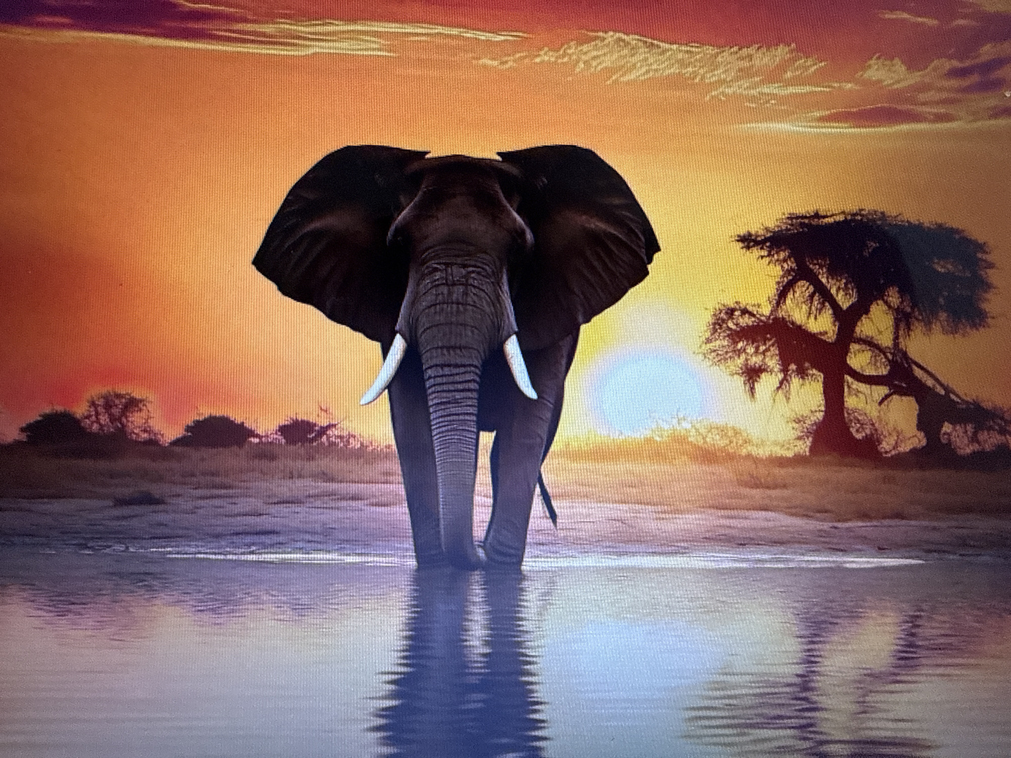 A majestic elephant stands in shallow water, facing the viewer. The elephant is dark gray with large, flapping ears and prominent white tusks. Its trunk is raised slightly, and its legs are submerged in the water, creating ripples. The elephant's reflection is visible in the water, distorted by the surface.
The scene is set during a vibrant sunset. The sky is filled with warm colors, transitioning from deep purple and orange at the top to bright yellow and orange near the horizon. Wispy clouds are scattered across the sky.
In the background, silhouetted trees and vegetation are visible along the shoreline. A large, distinct acacia-like tree with sprawling branches stands to the right of the elephant, also in silhouette against the bright sky. The overall mood of the image is serene and awe-inspiring, capturing a moment of tranquility in nature. There is no visible text in the image.