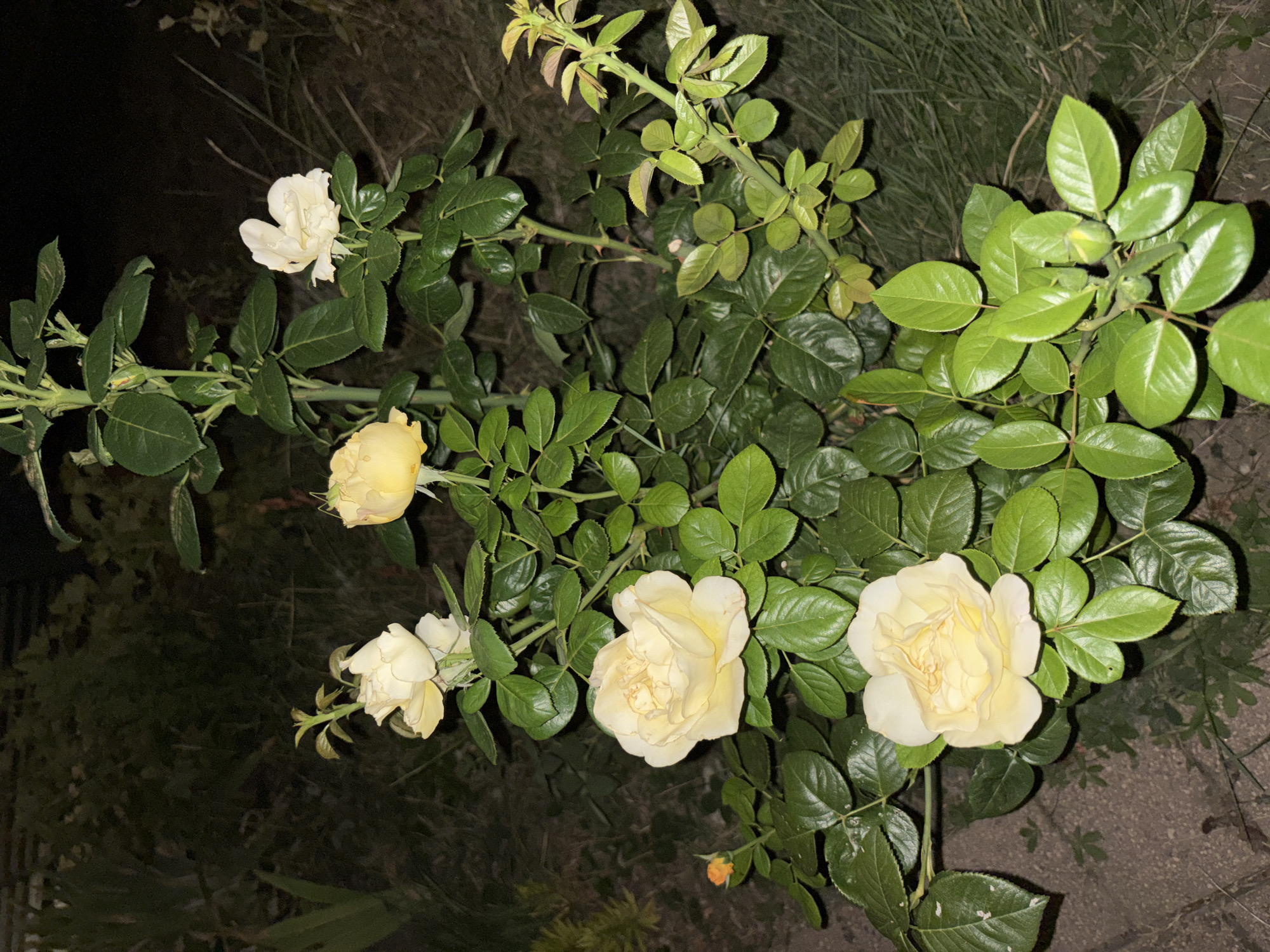 The image depicts a rose bush with several pale yellow roses in bloom, some fully open and others in bud. The roses are surrounded by lush green foliage. The background is dark and out of focus, suggesting an outdoor setting at dusk or night. There are no people or animals visible. The scene appears to be in a garden or natural area. The location is not specified beyond the context of Bad Dürkheim, Germany.