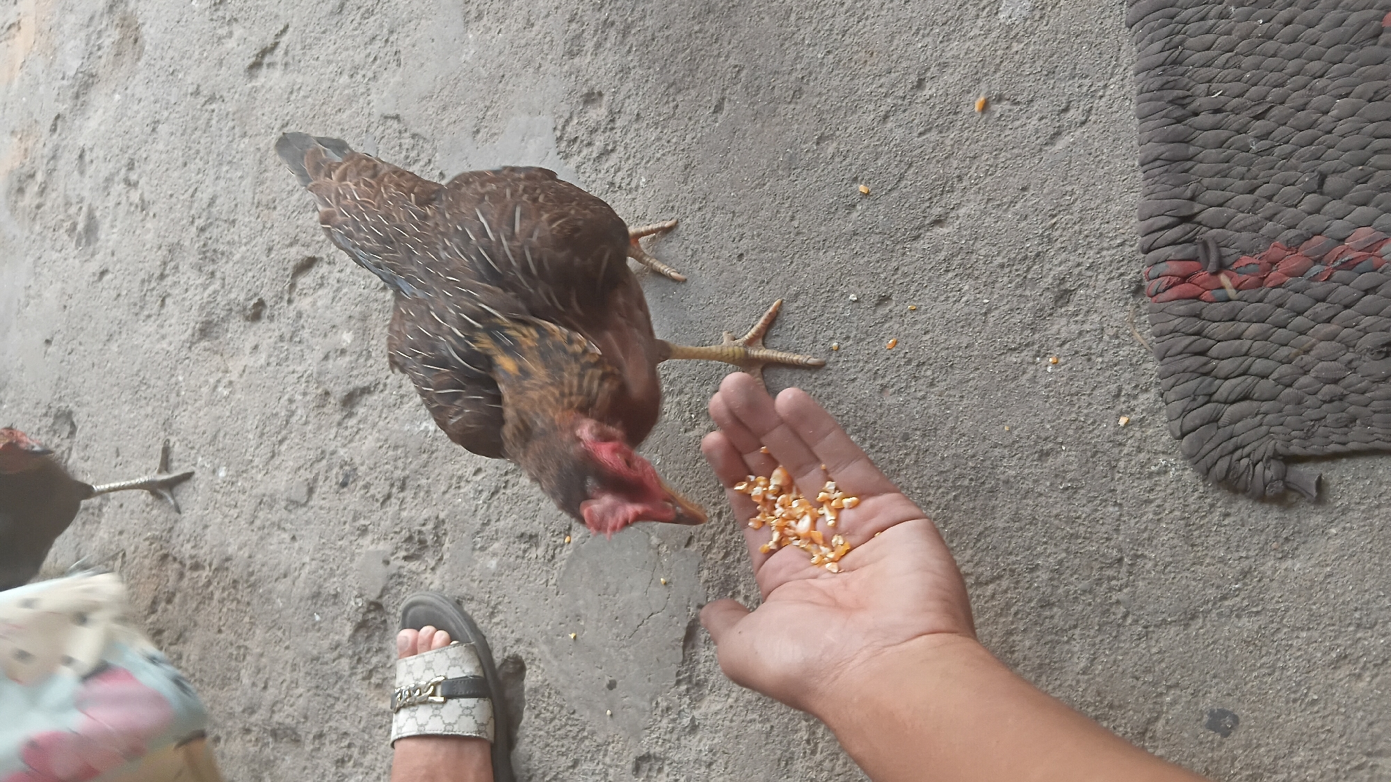 A close-up, high-angle shot captures a person's hand, palm up and outstretched, filled with dry corn kernels. A brown hen is actively pecking at the corn from the hand, its head tilted downwards. The hen has distinct brown and white striped feathers on its neck and back, with a red comb and wattles. Its yellow legs are visible, one foot slightly lifted. In the background, a black hen stands with its legs visible, and to the left, a person's foot wearing a slide sandal with a gold buckle is visible. The ground appears to be rough concrete with scattered corn kernels and a textured rug with red and grey patterns lies in the lower right corner. The scene is outdoors, likely in a domestic or semi-rural setting. This image was captured in Prabumulih, Indonesia.