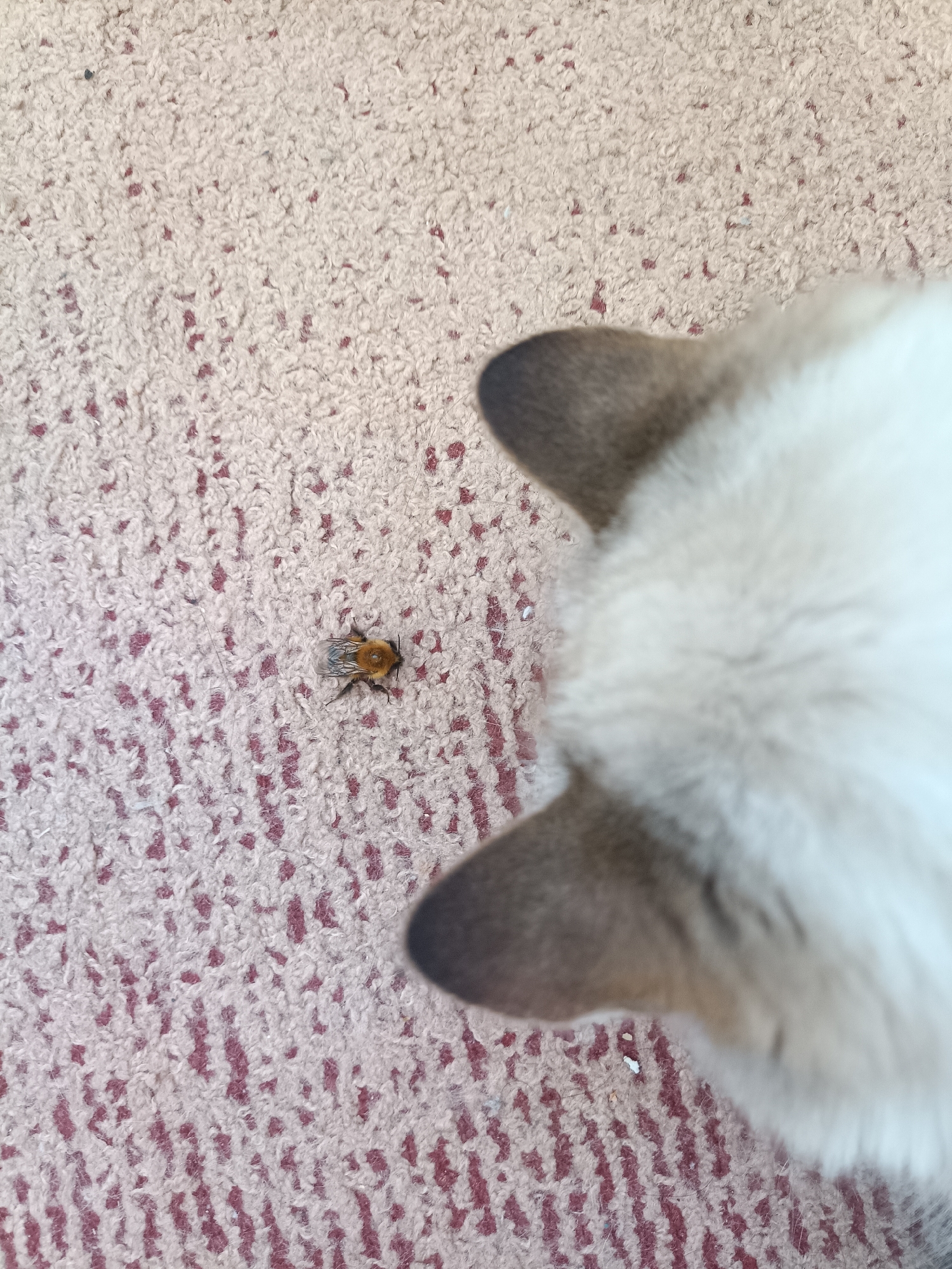 A close-up, slightly blurry photo shows a bumblebee on a patterned carpet. The carpet is primarily beige with red stripes. The bumblebee is situated towards the left of the frame. To the right and out of focus are the ears and the back of the head of a light-colored animal, possibly a cat or dog. The animal is positioned as if observing the bee. The environment is indoors, suggested by the carpet. There is no information to suggest the location is in the city of Noviy, Russia.