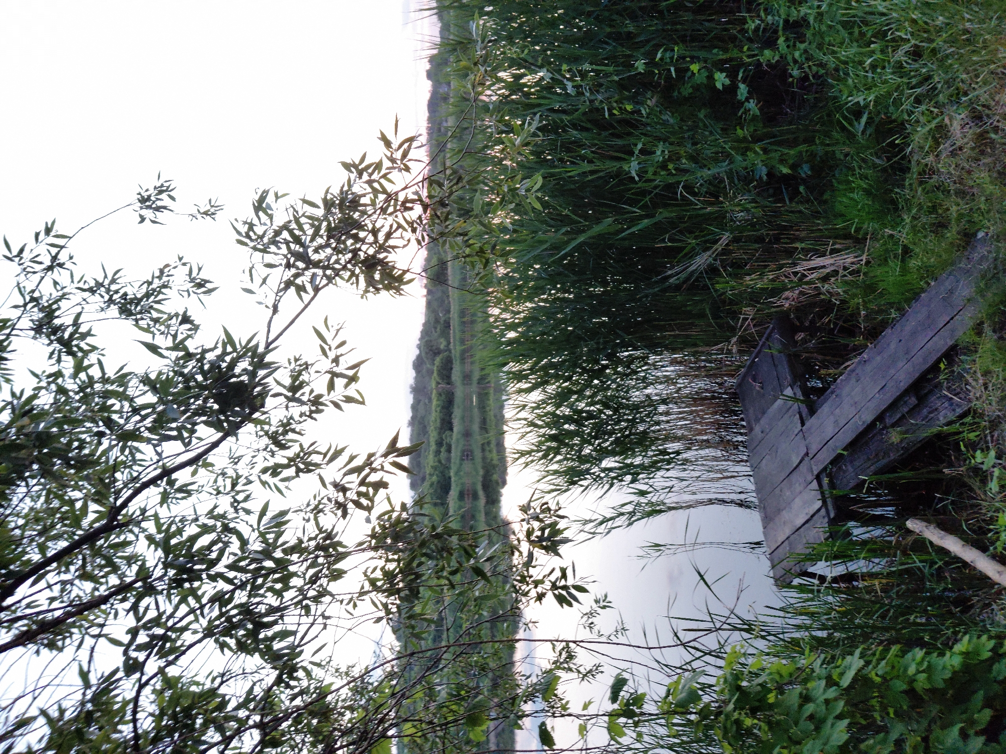 The image depicts a calm, natural scene at the edge of a body of water, likely a lake or river, in Ustyvytsia, Ukraine. In the foreground, a rustic wooden pier is partially submerged, showing signs of age and wear. Tall reeds and grasses line the bank of the water, creating a dense green barrier. Overhanging branches with green leaves, possibly from a willow tree, frame the upper portion of the image and cast dappled shadows. The water's surface is still, reflecting the overcast sky and the distant treeline which forms the horizon. The overall atmosphere is tranquil and suggests a rural or natural setting. There are no people visible in the image.