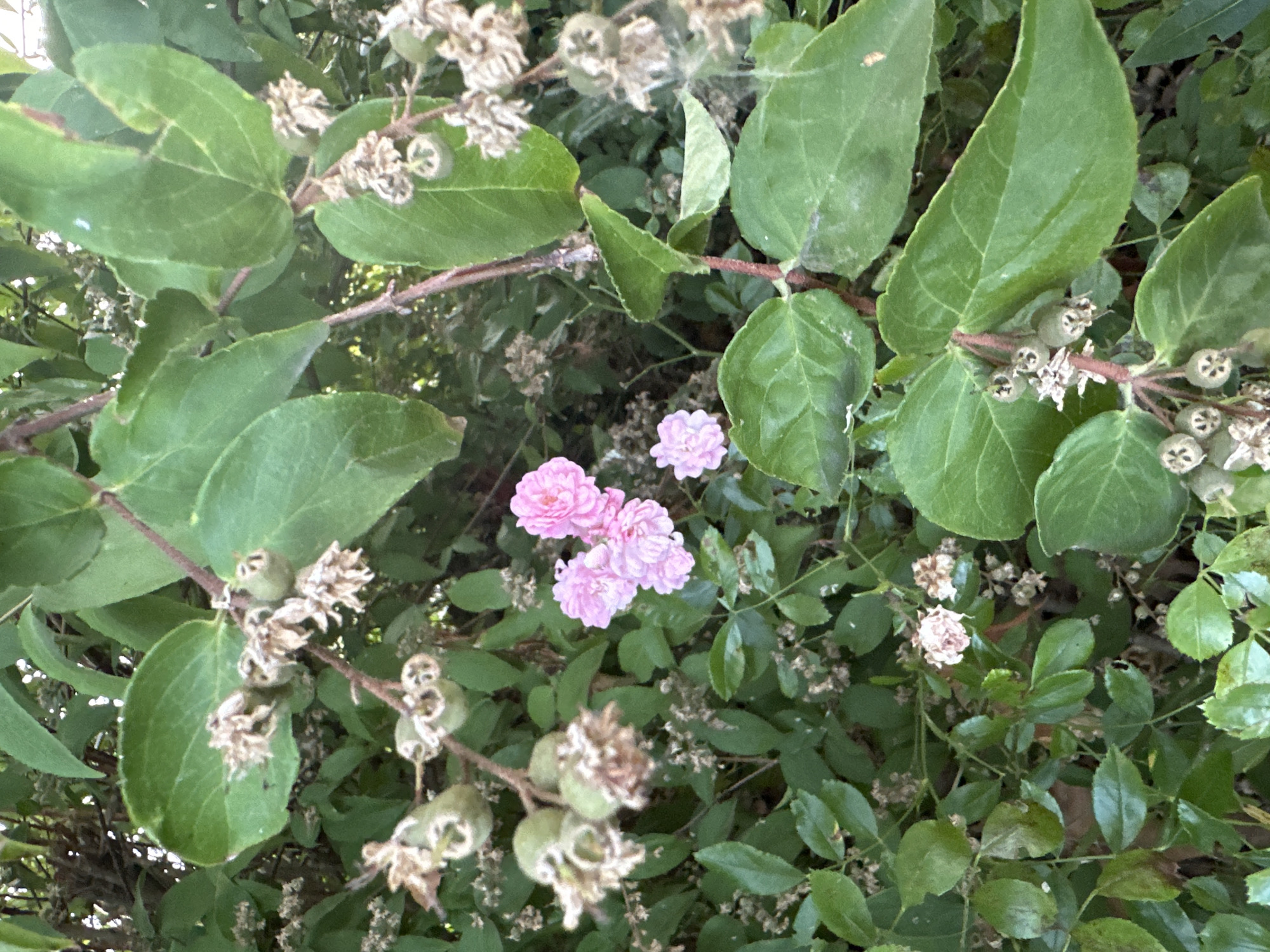 The image depicts a close-up view of a flowering bush with green leaves and several small pink flowers. The flowers are clustered together and have a delicate, ruffled appearance. The bush is in a natural outdoor setting, with other foliage visible in the background. The lighting suggests it is daytime, with the sun filtering through the leaves. There are no people or man-made objects visible in the image. The specific location in Krefeld, Germany, is not determinable from the image alone.