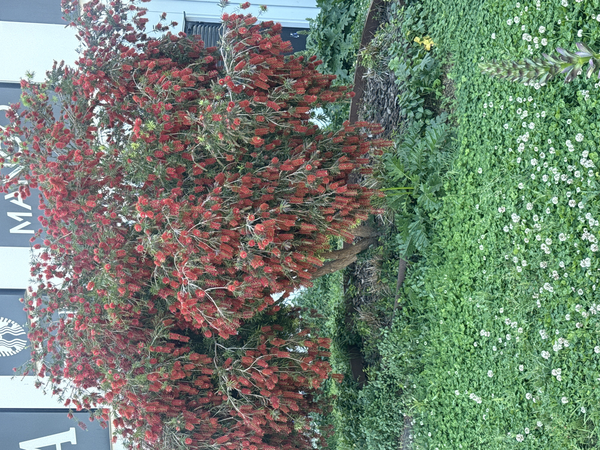 The image displays an outdoor scene featuring a vibrant red flowering plant, likely a Bottlebrush (Callistemon) tree or large shrub, dominating the left and central portions. The plant is heavily laden with numerous bright red, brush-like flowers and green foliage. Its trunk is visible towards the bottom right of the main plant.
To the right, a lush expanse of green ground cover stretches across the lower half of the frame, interspersed with many small white flowers, resembling clover. Further back, various other green plants with different leaf textures and sizes are visible, including one with a tall, distinctive spike-like inflorescence.
In the background, on the left side, a building with dark grey or black walls is partially visible. Attached to the building are signs featuring white text and a logo. Identifiable text includes "MA" and "A" (partially visible), and a distinct white circular logo against a black background, which is the Starbucks siren emblem. The scene is bathed in natural daylight, suggesting it was captured outdoors during the day. No people or specific activities are depicted; the image focuses on the botanical elements and the commercial setting indicated by the signage.