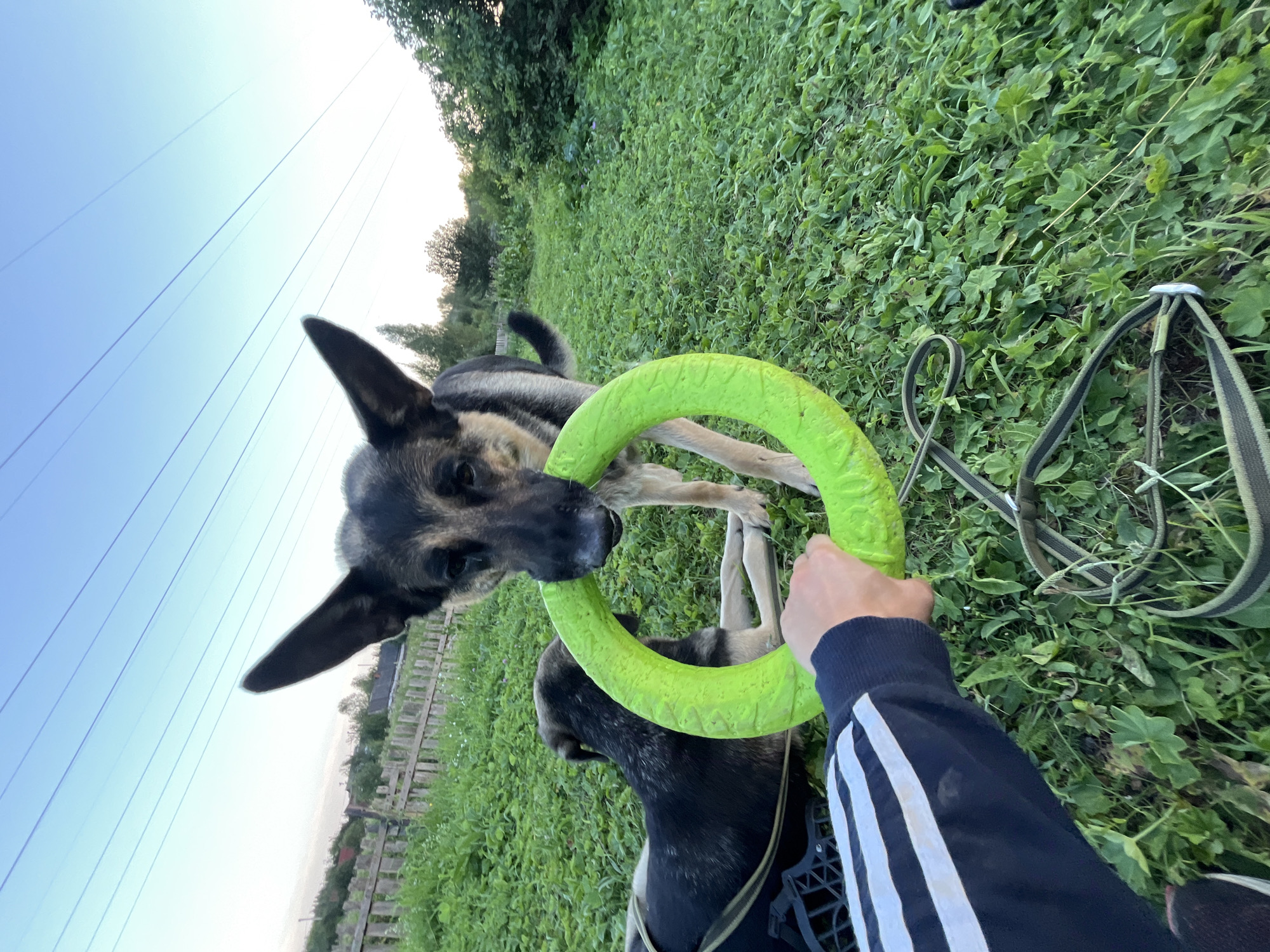 In Nizhny Tagil, Russia, a German Shepherd dog holds a bright green circular toy in its mouth. The dog stands in a grassy outdoor area, with another dog lying down in the background. A person's hand, wearing a dark jacket with white stripes, is visible in the foreground, holding onto the toy. The environment appears to be a backyard or park, with a wooden fence and trees visible in the distance, under a clear sky with power lines.