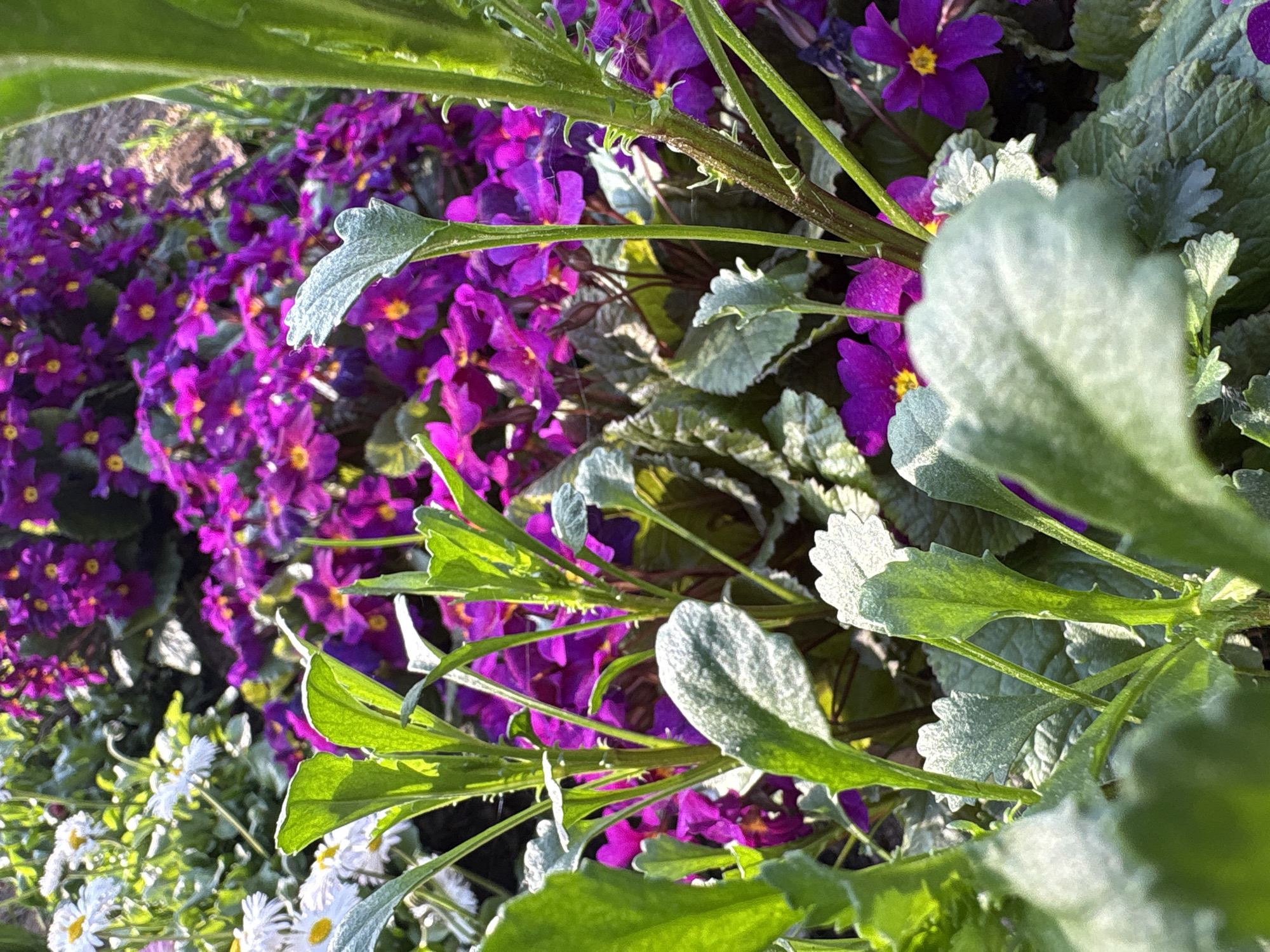 The image shows a close-up view of a flowerbed in what is purportedly Chaikovsky, Russia, filled with a mix of purple primroses and white daisies. The primroses dominate the scene with their vivid purple petals and yellow centers, forming a dense carpet of color. Interspersed among the primroses are clumps of white daisies with yellow centers, adding contrast to the composition. In the foreground, various green and silver-green leafy plants obscure some of the flowers, creating depth and texture. The lighting suggests either early morning or late afternoon, casting a soft glow on the foliage and flowers.