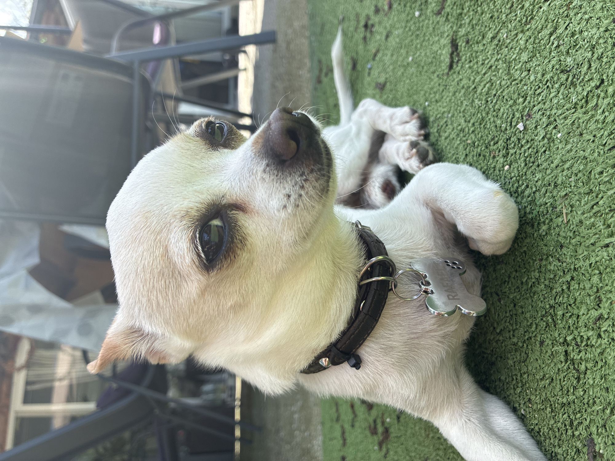 A medium-shot depicts a light-colored dog lying on its back on artificial green turf. The dog has a black collar with a silver dog tag shaped like a bone. The dog is looking upwards with its eyes open. The background is blurred, but a metal chair is visible. There is no evidence to suggest this image was taken in Varna, Bulgaria. The location is unknown.