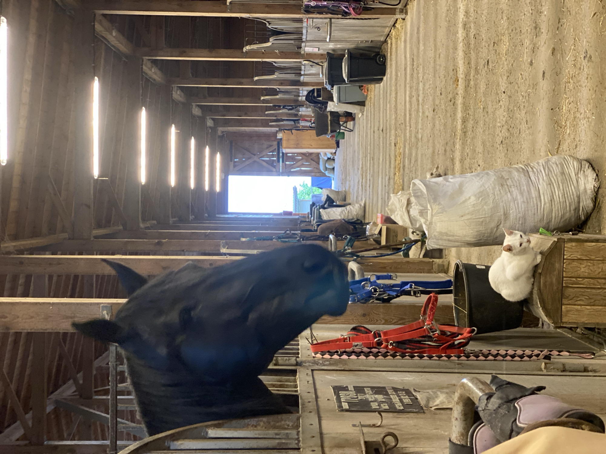 The image depicts the interior of a barn. A black horse is visible in the foreground, peering over a stall. Various equestrian equipment, including bridles and saddles, are visible nearby. A white cat is perched on a container. The barn has a long corridor with wooden beams and fluorescent lights, leading to an open entrance at the end. It is impossible to determine the city of Прогресс, Russia from this image.