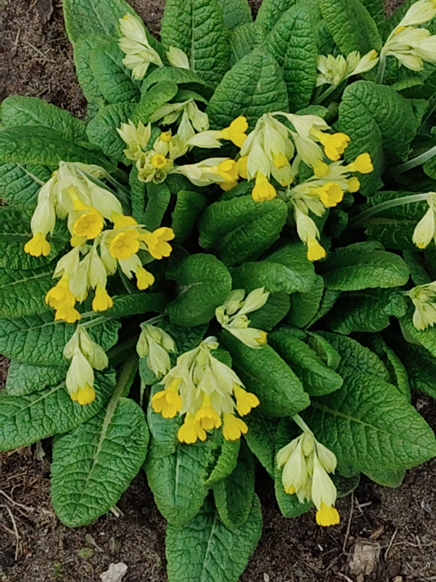 The image displays a close-up view of a cluster of plants, primarily featuring vibrant green leaves and numerous yellow flowers. The plants occupy the majority of the frame, with the rich foliage forming a dense bed from which the flowers emerge.
The flowers are a bright, cheerful yellow, characterized by their bell-shaped structure, often appearing to droop slightly. They are arranged in compact clusters, with several individual blooms stemming from a central point. Many flowers show their distinct yellow petals, while others appear to be in earlier stages of development, with lighter green or pale yellow protective coverings.
The leaves are a prominent feature, dark green in color, and possess a distinct, deeply textured and crinkled surface. Their veins are clearly visible, contributing to the intricate pattern of the foliage. The leaves are generally oval or spatulate in shape and are arranged in a rosette formation, providing a lush, verdant backdrop for the lighter-hued flowers.
The background, particularly visible in the lower and peripheral parts of the image, consists of dark brown soil. This indicates an outdoor, natural growing environment, likely a garden bed or a woodland area. Small pieces of organic debris or dry leaf litter are scattered on the soil surface.
The lighting appears natural and soft, suggesting daytime conditions without direct, harsh sunlight. There is no depiction of human activity or any specific event taking place, focusing solely on the botanical subjects. The plants appear healthy and robust. No visible text is present in the image.