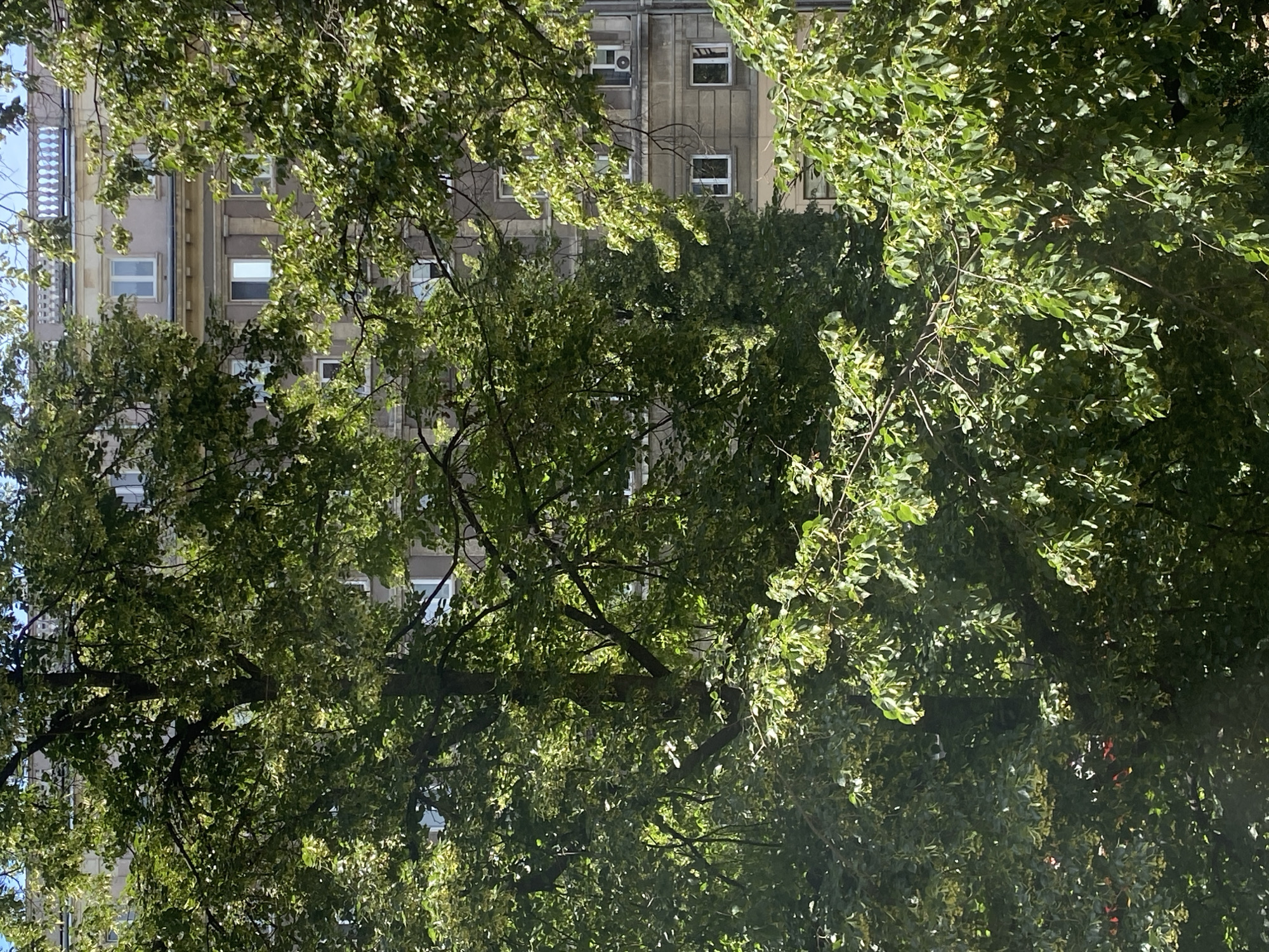 The image shows a view upwards through the leafy branches of a tree towards a building. The building appears to be made of concrete or stone and has several windows. Some of the windows are dark, while others reflect the sky. There is an air conditioning unit visible on the side of the building, suggesting it is a residential or office building. The leaves of the tree are predominantly green, with some areas catching the sunlight and appearing brighter. The overall impression is one of a sunny day in an urban environment, possibly in Warsaw, Poland, given the context. The upward angle and the abundance of foliage create a natural frame for the architectural element. There is no visible text in the image.