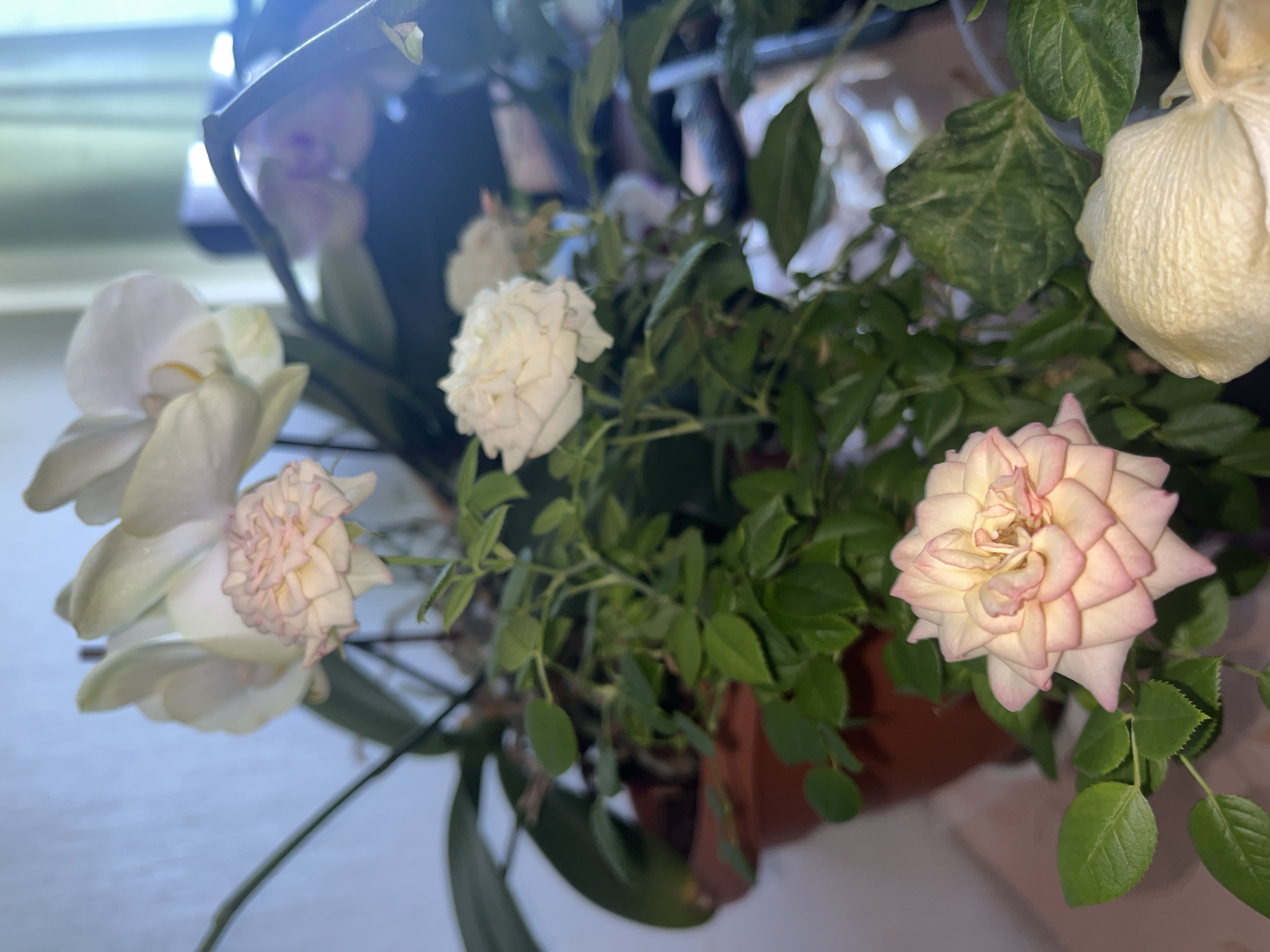 A close-up shot depicts a collection of blooming plants in a pot, potentially indoors. An orchid with white petals and light pink ruffled centers is visible on the left. In the center, there's a cluster of small green leaves with white miniature roses. To the right, another rose is observed, displaying a cream-colored center with light pink-edged petals. In the background, there is an additional flower that is white and appears to be wilting. The setting is Сосново, Russia.