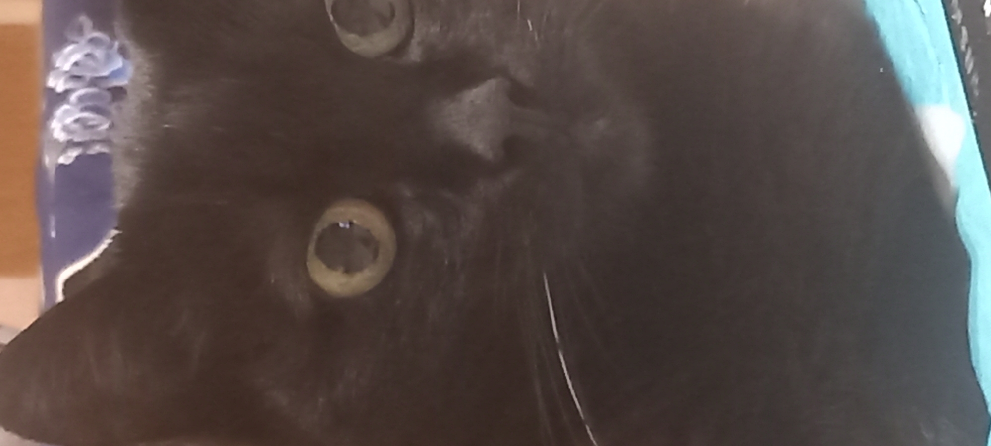The image is a close-up, low-quality, blurry photograph of a black cat's face. The cat's eyes are a pale yellow-green color and appear dilated. The cat's nose is dark and moist. Some white whiskers are visible. The background is out of focus and appears to be indoors, with a blue and white pattern visible in the upper portion of the image, and a light brown area behind that. The bottom portion of the image shows a teal-colored fabric. The photograph was taken in Kryvyi Rih, Ukraine.