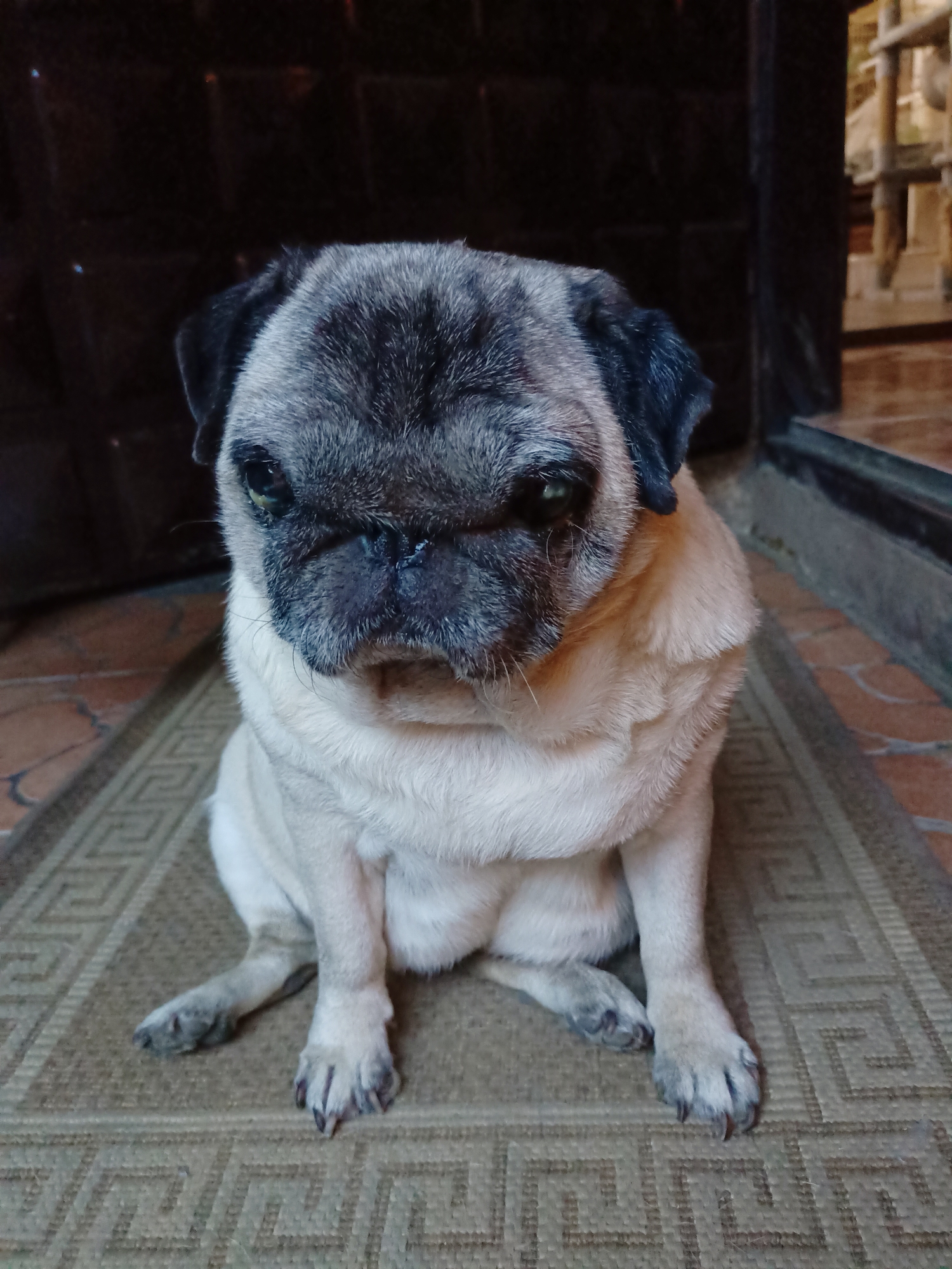 A pug is sitting on a doormat. The pug has a fawn-colored body and black markings on its face and ears. It is looking directly at the camera with a slightly sad expression. The background is dark and out of focus, but appears to be a doorway or entrance. The doormat has a geometric pattern. The scene is indoors, likely in a home. The image does not contain any information to suggest it is located in Almaty, Kazakhstan.