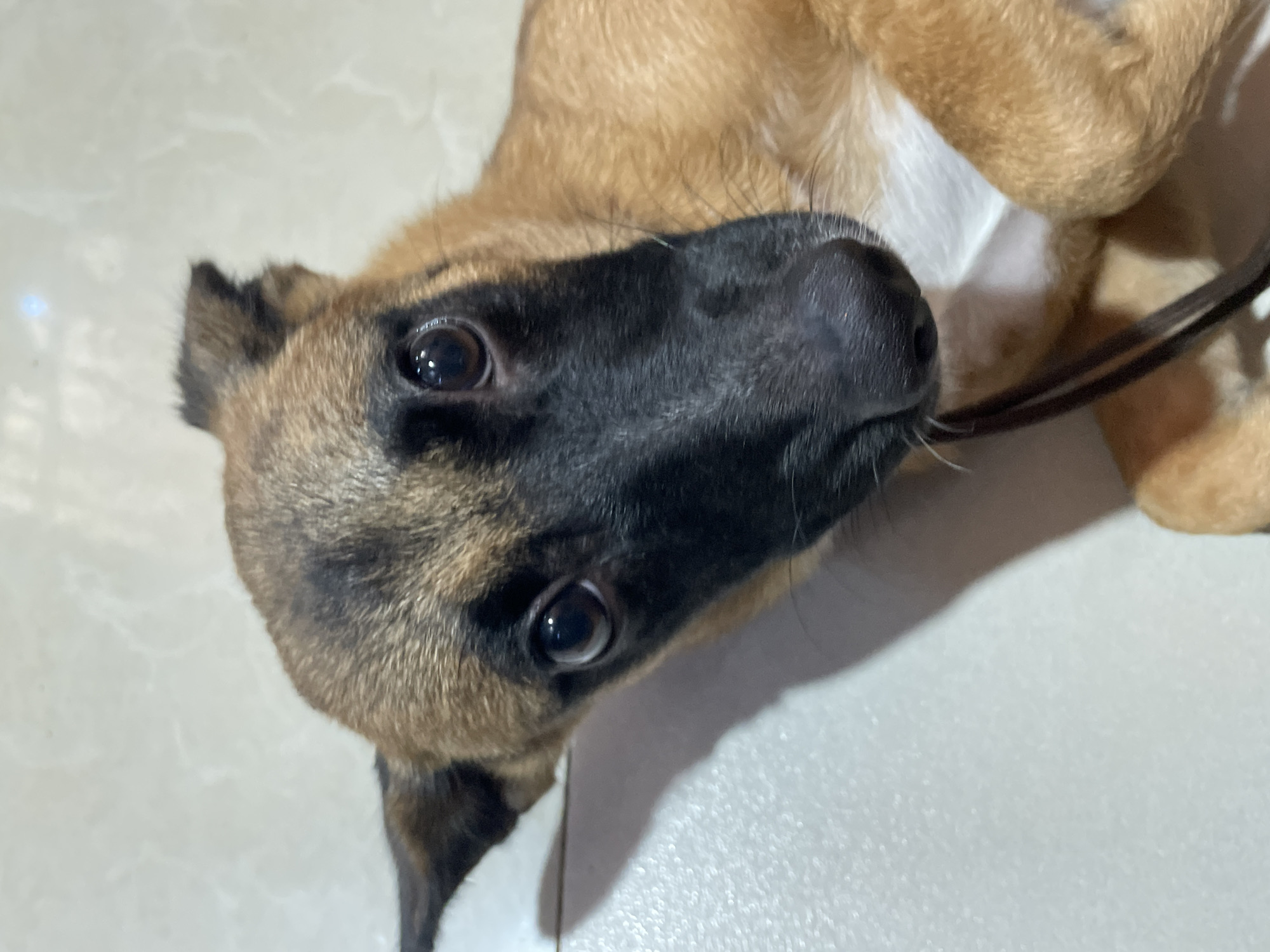 A close-up, high-angle shot shows a puppy with brown and black fur lying on a light-colored tiled floor, possibly in a residential setting within Davao City, Philippines. The puppy's head is tilted, and it is looking directly at the camera with large, dark eyes and a black nose. A dark, thin leash is visible near its chest. The lighting suggests an indoor environment.