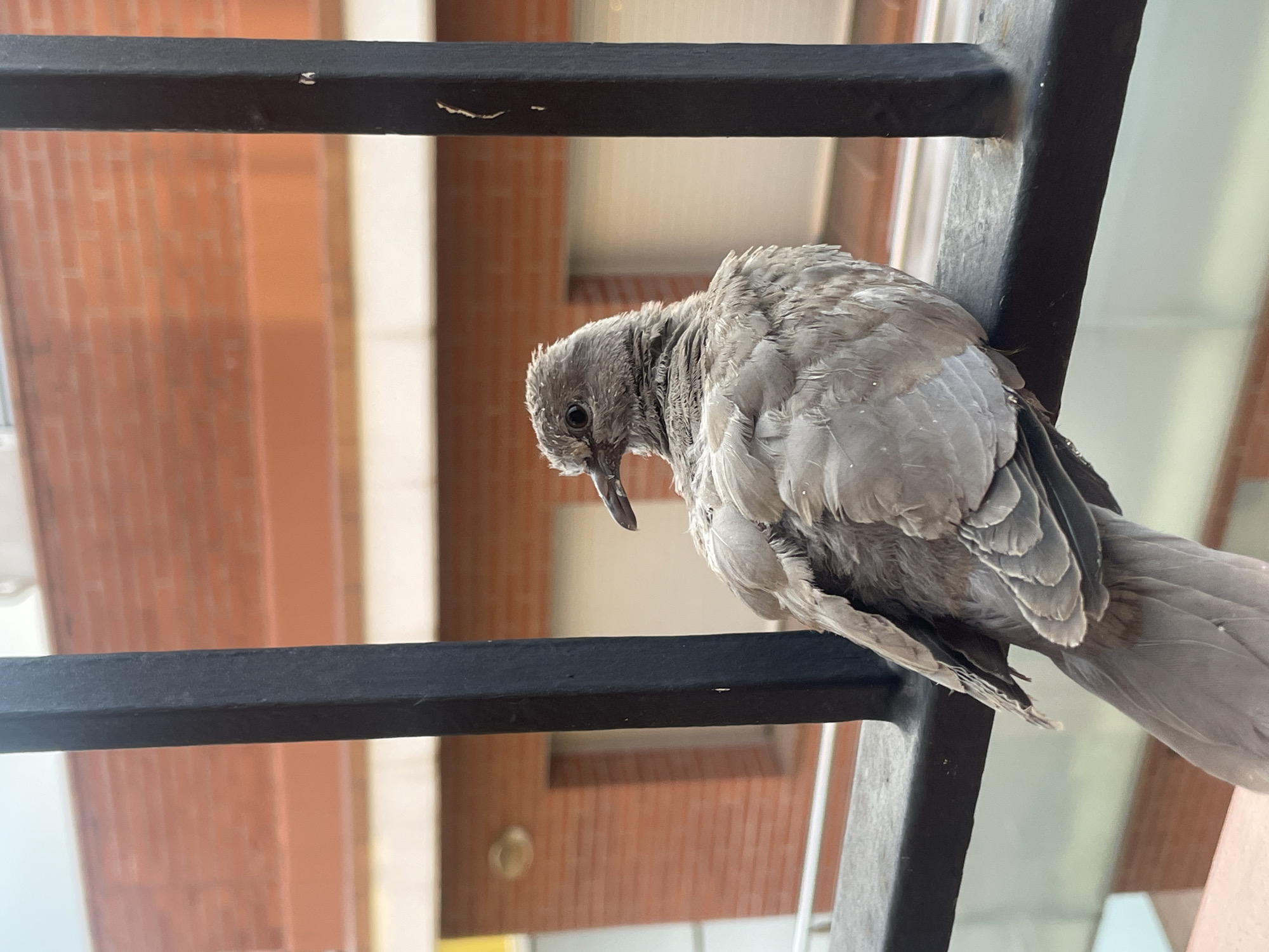 A grey dove is perched on a black metal railing in front of a brick building. The dove is facing to the left of the frame, with its head turned slightly towards the camera. Its feathers are slightly ruffled. The railing is a prominent black metal bar. Behind the railing, a building with red brick walls and white window frames is visible. The scene appears to be outdoors, possibly on a balcony or terrace. The image was taken in Canet de Mar, Spain.