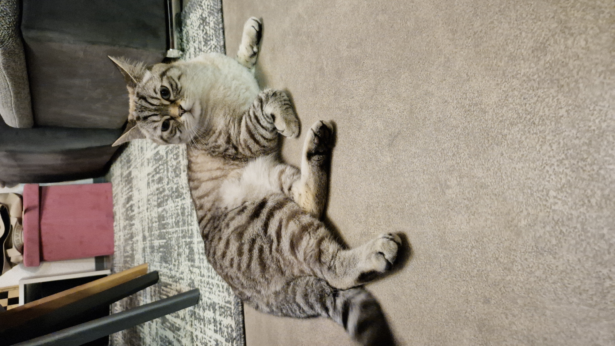 A tabby cat with light and dark brown stripes is lying on a beige carpet. The cat is looking towards the camera with its head slightly tilted. Its paws are extended in front of it. In the background, there is a dark grey couch, a pink storage ottoman, and the leg of a wooden table. The overall scene appears to be an indoor living space. There is no visible indication of the location within Baden-Baden, Germany.