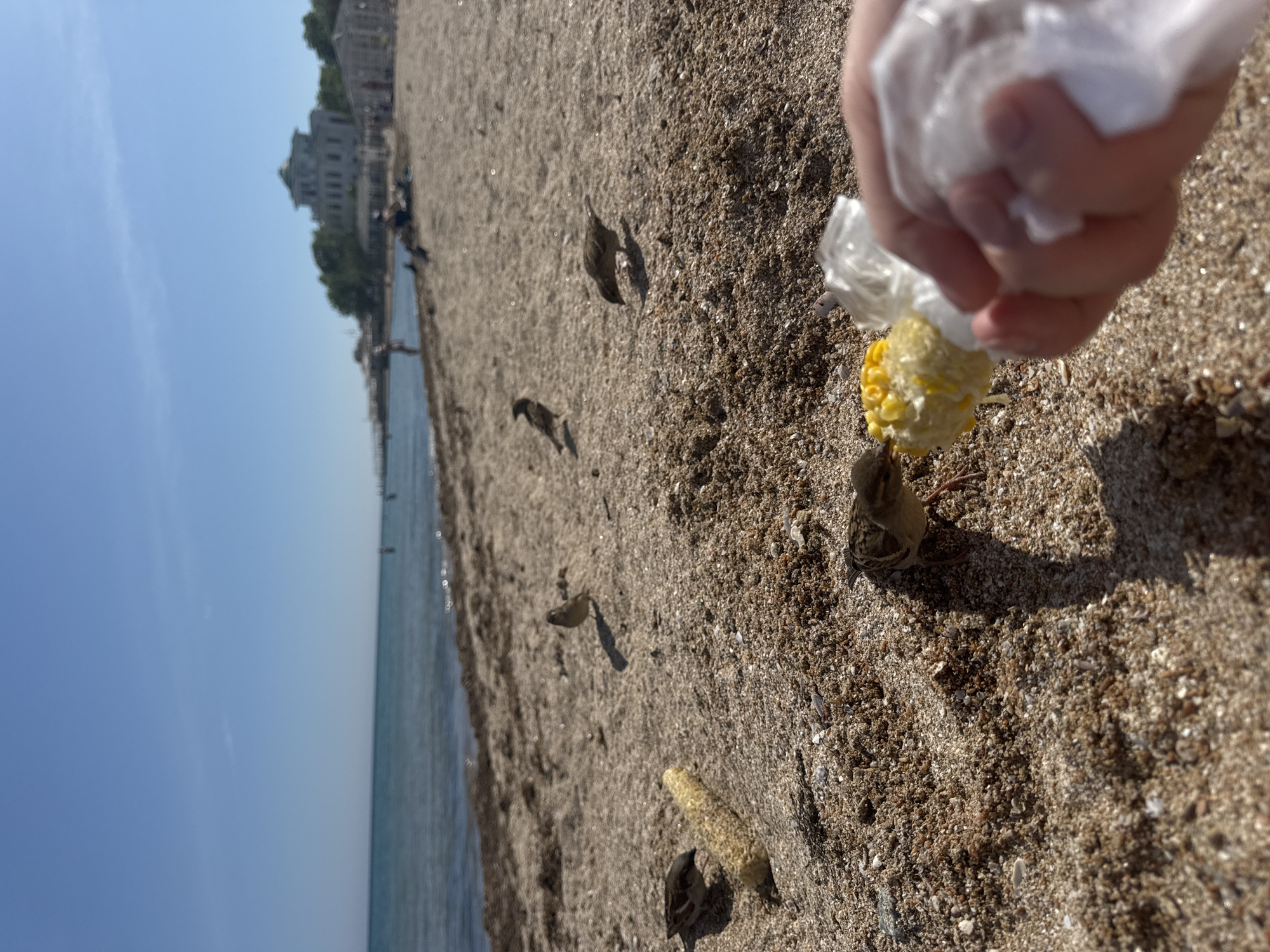 A person is holding a corn cob in a plastic bag and feeding it to birds on a sandy beach. Several small birds are on the sand, some appearing to be eating the corn. In the background, there is a body of water, likely the sea, and the sky is clear and blue. Further in the background is a building with trees around it. The photo appears to be taken on a beach in Yevpatoriya, Ukraine.