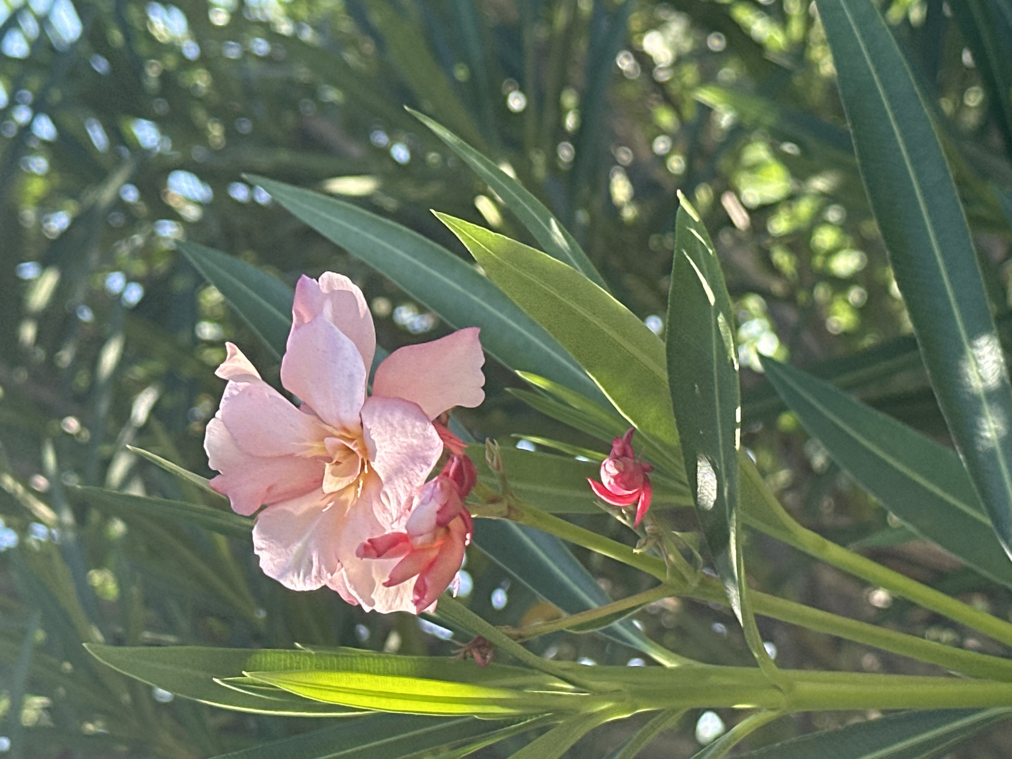 The image is a close-up, vertically oriented photograph of a pink oleander flower in bloom. The flower has multiple petals, some of which are slightly unfurled, revealing a lighter shade of pink in the center. There are also smaller, unopened buds in shades of pink and red visible near the main bloom. The flower is surrounded by long, narrow, green leaves and stems, characteristic of the oleander plant. The background is blurred, with soft green foliage and bokeh effects from sunlight filtering through the leaves, suggesting an outdoor setting. There are no people, animals, or man-made structures visible in the image. The scene is likely a garden or park. There is no information in the image to suggest a location in Sochi, Russia.