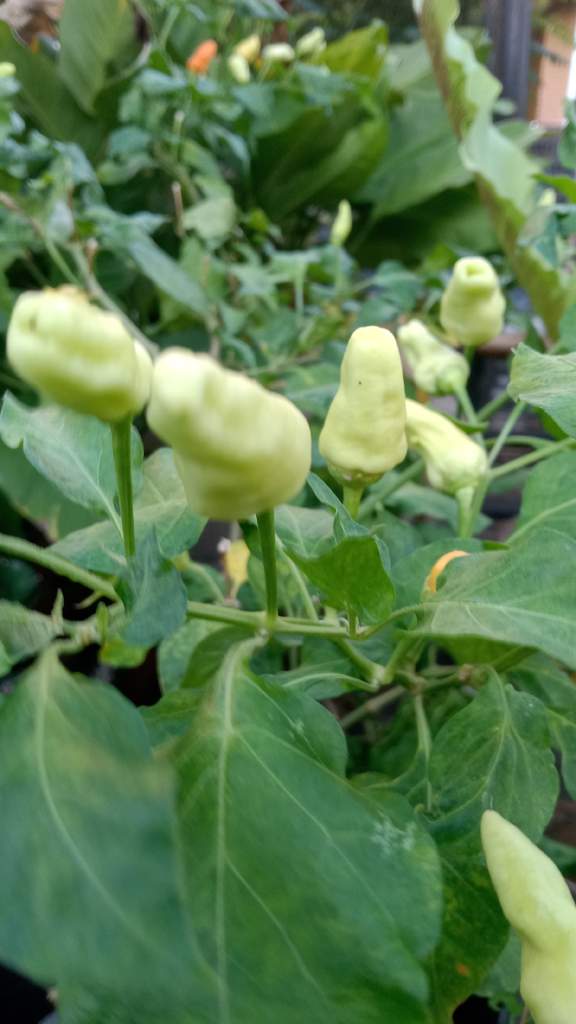 A close-up, eye-level shot captures a cluster of young, pale green chili peppers growing on a plant with broad, dark green leaves. The peppers are conical in shape with blunt tips and are arranged in small groups, some appearing singly and others in pairs or triplets, attached to thin, green stems. The plant is densely leaved, with some leaves showing lighter green or yellowish mottling. In the background, out of focus, other chili plants are visible, along with hints of orange and yellow peppers, suggesting a variety of stages of ripeness. The overall setting appears to be an outdoor garden or farm. Based on the provided information that the image is from Kediri City, Indonesia, this scene likely depicts a chili pepper cultivation area within the urban or peri-urban landscape of this city, possibly a residential garden, a small farm, or a market stall.