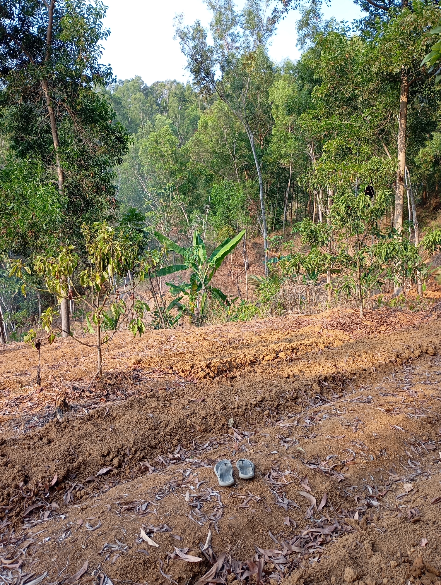 The image depicts a tilled agricultural field in Ketepung, Indonesia. The foreground shows rows of freshly turned, brown soil, with scattered dry leaves and debris. A pair of light gray flip-flops rests on the soil in the center of the frame. In the middle ground, a small, leafy tree stands near the edge of the tilled area. The background is dominated by a dense, lush forest with various types of trees, some with lighter-colored trunks, set against a bright, overcast sky. The terrain appears to be sloped, with the forest extending up a hillside. The lighting suggests it is daytime, possibly morning or late afternoon, given the warm tones of the soil and the angled shadows.