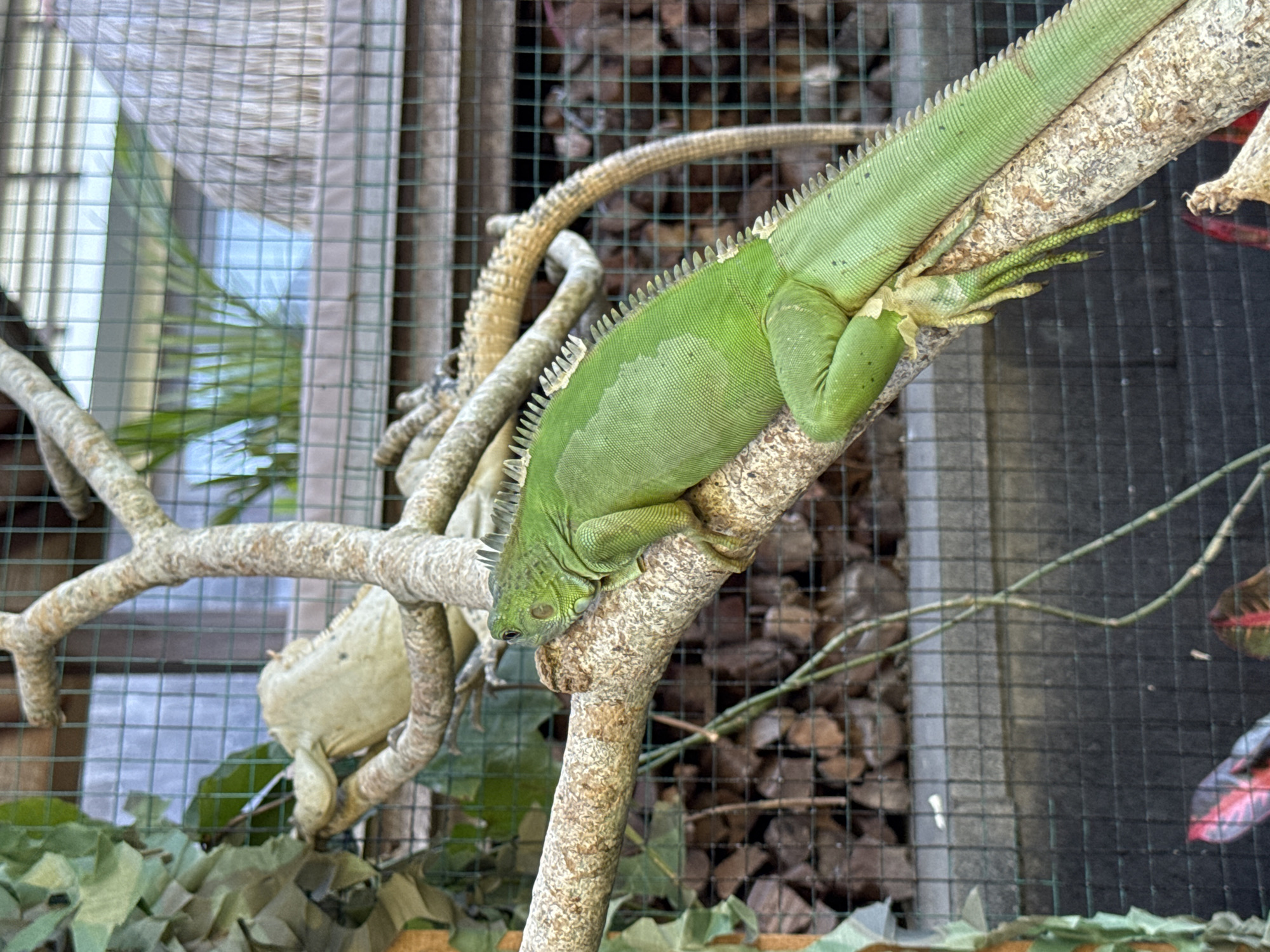 A green iguana is perched on a branch inside an enclosure. The enclosure is made of wire mesh and wooden supports. Another, lighter-colored iguana is visible on a branch to the left of the green iguana. The background of the enclosure is filled with pieces of bark or wood chips. Artificial leaves are visible at the bottom of the enclosure. The photo was taken in Ungasan, Indonesia.