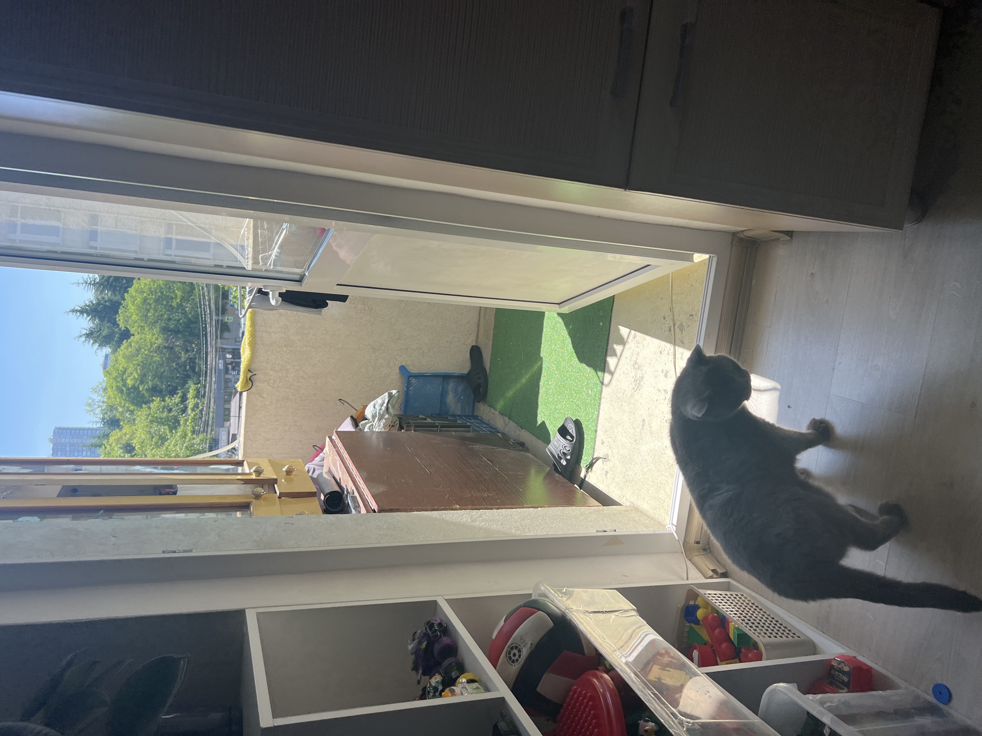 The image depicts an interior view looking out onto a sunny balcony, with a domestic cat in the foreground. The scene is located in Sochi, Russia, specifically indicated by a partially visible sign reading "ул. ТОБО" (likely "улица Тобольская").
In the immediate foreground, a dark grey cat stands on a light-colored wooden floor, facing towards an open white-framed glass door leading to the balcony. To the left, a white shelving unit is partially visible, containing various items including toy vehicles, a red, white, and black volleyball in a clear container, and colorful building blocks in a white basket. To the right, a dark brown or black wooden cabinet or wardrobe is partially visible.
The balcony features light-colored, textured walls and a floor covered partly with artificial green grass and partly with light-colored concrete or tiles. Items visible on the balcony include a pair of dark slide sandals on the artificial grass, a blue plastic tray near the wall, a brown wooden chest or cabinet against the left balcony wall, and a laundry drying rack with clothing. A yellow cloth is draped over a railing on the far side of the balcony.
Beyond the balcony, a bright, sunny outdoor scene is visible. A dense arrangement of green trees dominates the middle ground, with a visible road featuring utility poles and wires below. A yellow diamond-shaped pedestrian crossing sign is identifiable. In the background, several urban buildings are discernible, including a prominent light-colored high-rise structure under a clear blue sky.