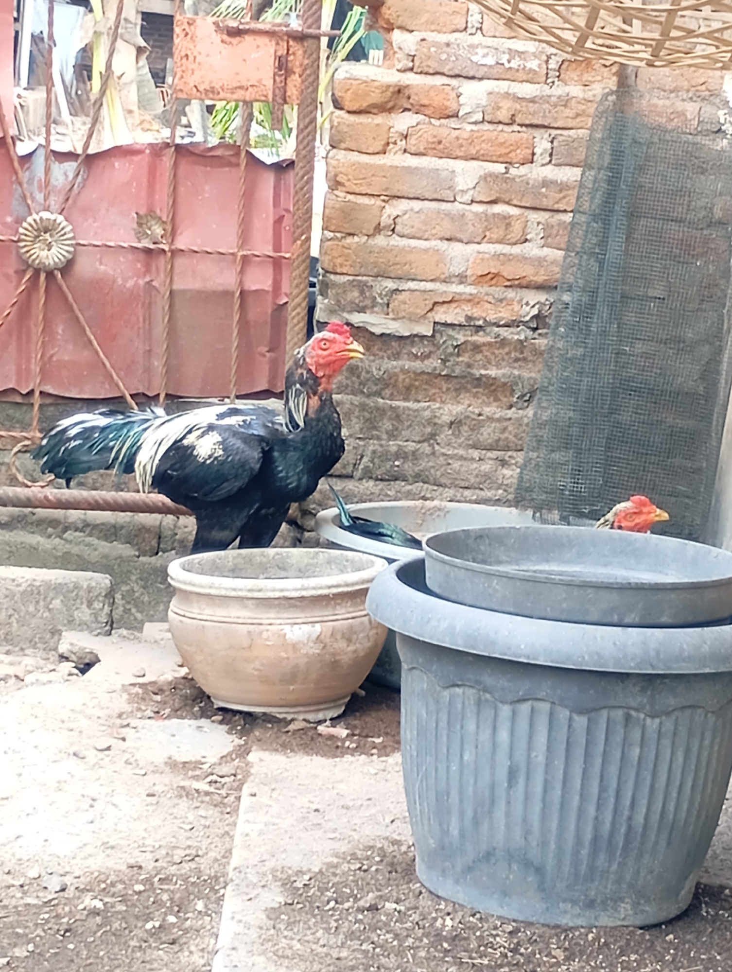 The image shows a rooster standing in an outdoor area, likely a yard or alleyway, with a brick wall in the background. In the foreground, there are several large planters, one made of terracotta and two of dark gray plastic. The rooster is black with white and green iridescent feathers, and it has a prominent red comb and wattle. Another rooster's head is partially visible behind the planters. The environment appears somewhat unkempt, with loose dirt and debris on the ground. There is a red corrugated metal fence in the background. The scene is likely located in a residential area in the city of Metro, Indonesia, given the commonality of roosters and the architectural style.