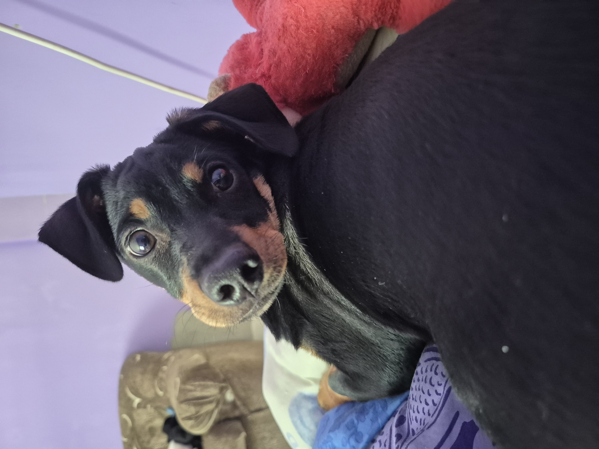 A black and tan dog, likely a Dachshund mix, is prominently featured in a close-up, indoor portrait. The dog looks directly at the viewer with large, dark, expressive eyes that reflect ambient light. Its head is tilted to the left, conveying curiosity and attentiveness. The dog has short, sleek fur, with distinctive tan markings on its muzzle, above its eyes, and on its chest/legs.
The setting appears to be a cozy indoor environment, likely a home in Novachene, Bulgaria. A light purple wall occupies the upper left background, with a thin, light-colored horizontal bar or cable running across it. Behind the dog's back and to its right, a fluffy, bright red object, possibly a stuffed animal, is partially visible. Beneath the dog, an assortment of patterned fabrics in shades of blue and purple suggests bedding or blankets. A portion of a brown, possibly upholstered, piece of furniture is visible in the lower left, further indicating an indoor setting. The lighting is soft and consistent with interior conditions. There is no visible text. The overall impression is an engaging moment with a pet.