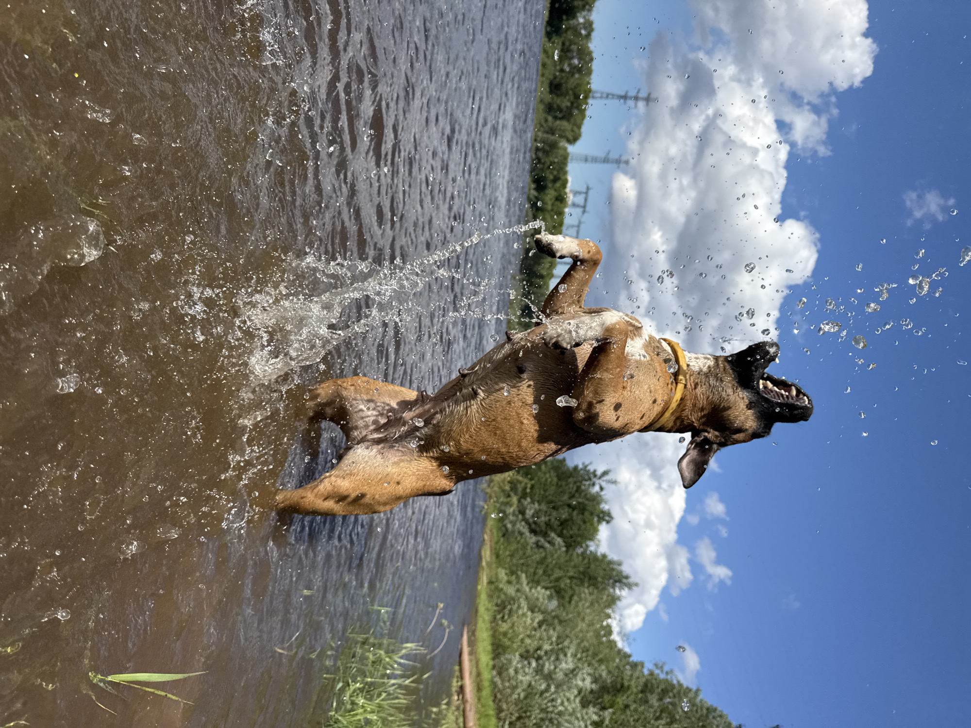 A medium-sized brown dog with a yellow collar is mid-air, jumping out of a body of water. The dog's mouth is open, and water droplets are splashing around its head and body. The dog's hind legs are bent, and its front paws are extended forward. The dog is viewed from the side, with its back to the camera. The water is murky brown and rippling, with numerous splashes and droplets. The background shows a dense green forest on the far bank of the water, with a bright blue sky with fluffy white clouds above. In the distance, across the water, there are two tall electrical pylons. The scene is set in the city of Chaikovsky, Russia, likely a riverbank or lake. The action is dynamic, capturing a moment of energetic play.