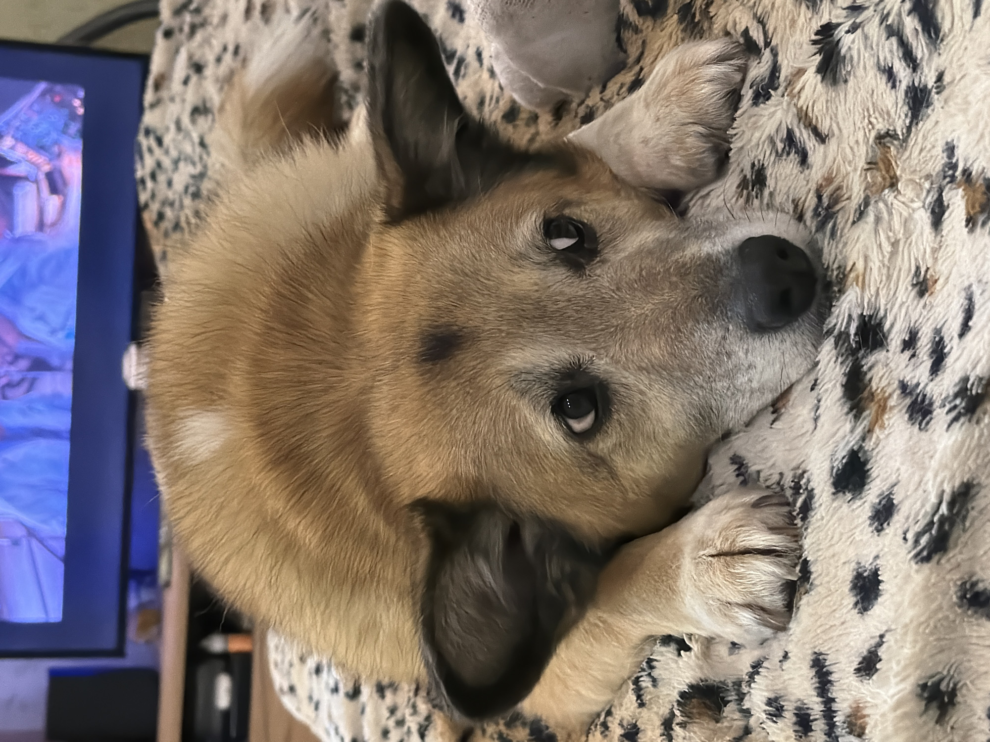 The image shows a medium-sized dog with light brown and white fur, lying on a leopard-print blanket. The dog's head is resting on its paws, and its eyes are open, looking towards the camera. The dog has large, dark ears and a black nose. In the background, a television screen is visible, displaying a colorful image. The overall setting appears to be indoors, possibly a living room. There are no identifiable landmarks or elements that suggest a specific location within Petropavlovsk-Kamchatsky, Russia.