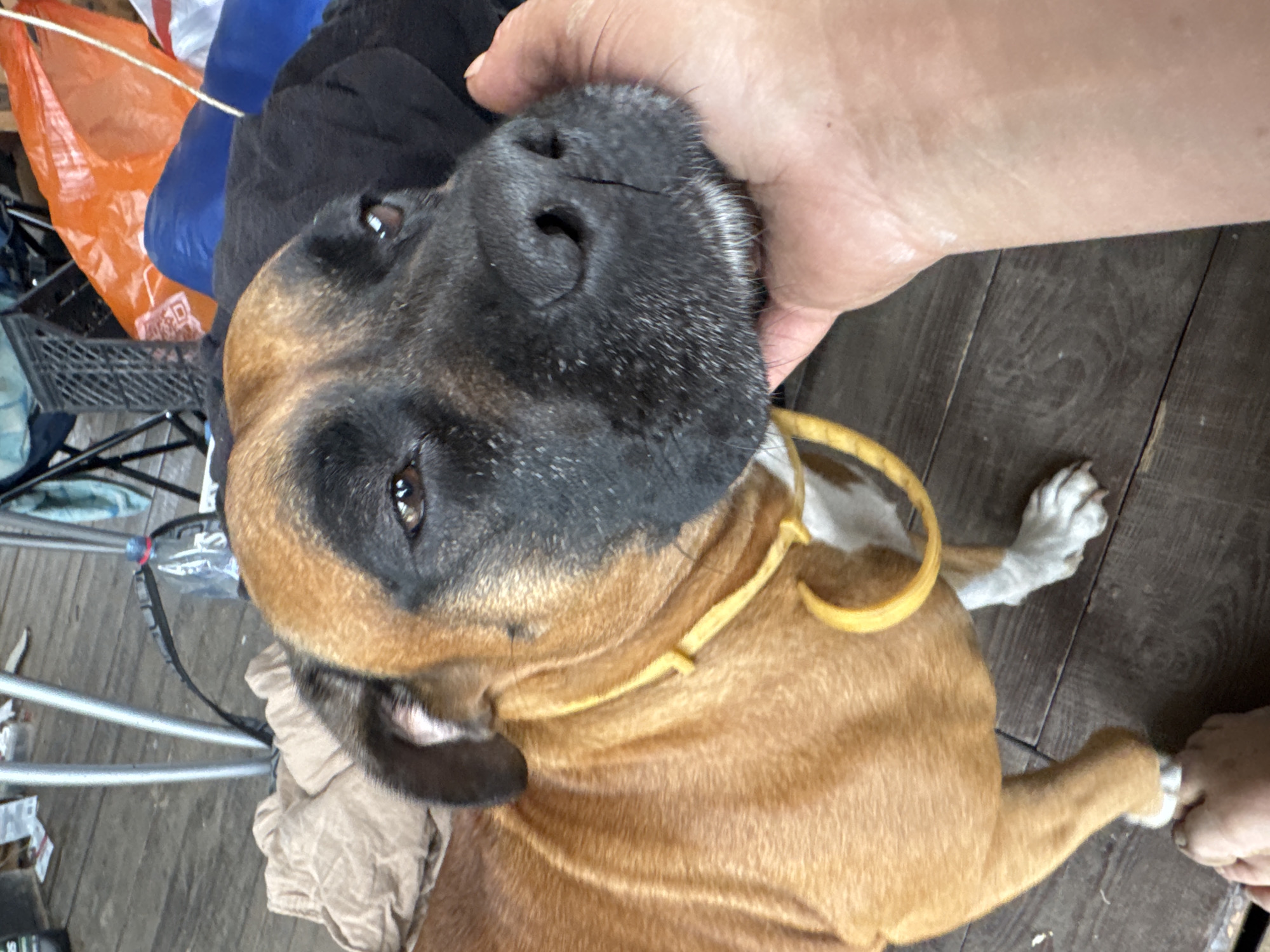 A close-up, low-angle shot captures a brown and black dog lying on a wooden floor. A person's hand is gently stroking the dog's head, with the dog's nose and eyes visible. The dog wears a yellow collar. In the background, there are various objects, including plastic bags (one orange, one blue), a black cloth, and a black plastic basket. A plastic water bottle with a blue cap is also visible. The scene appears to be indoors or in a covered outdoor area with wooden plank flooring. The lighting suggests it could be daytime. There is no visible text.