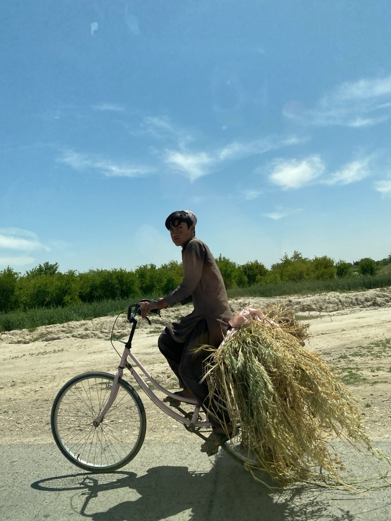 A young man rides a pink bicycle on a paved road in Deh-E Bagh, Afghanistan. He wears a brown traditional shalwar kameez and a patterned head covering. A large bundle of dry stalks or grasses is piled on the bicycle's rear carrier. The background shows a sandy or dirt bank with green shrubs and trees. The sky is blue with scattered clouds.