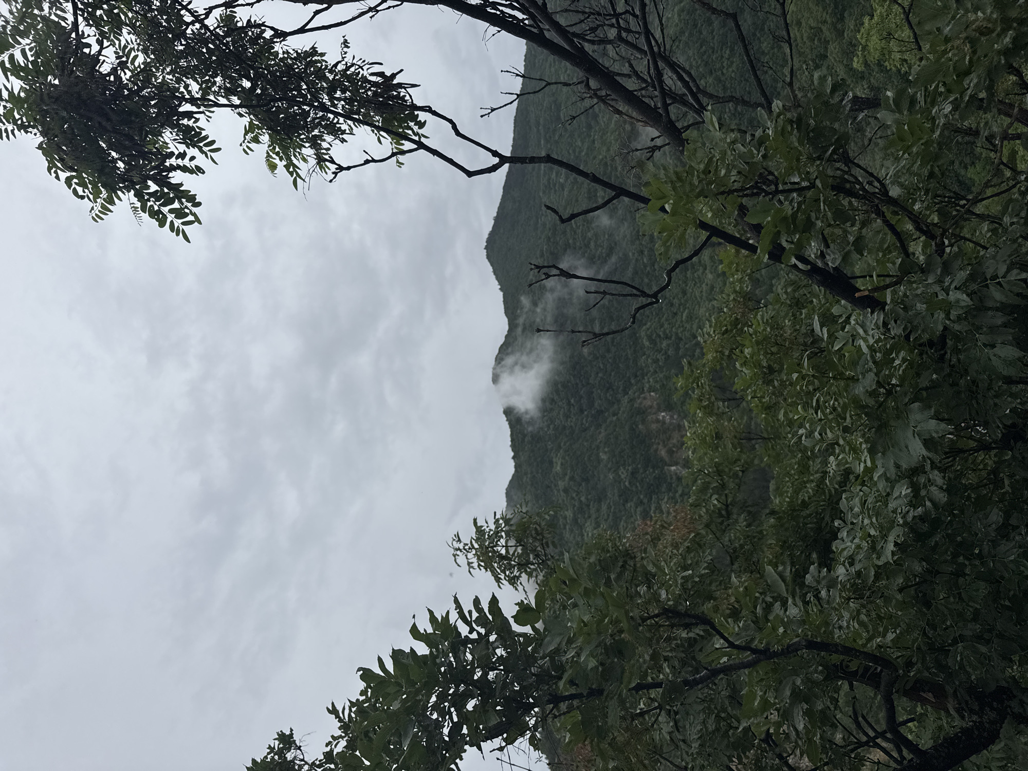 The image depicts a dense, green forest covering rolling hills under a cloudy sky. In the distance, the peaks of the mountains are partially obscured by mist, adding a dramatic and atmospheric quality to the scene. The foreground is dominated by the dark branches and foliage of trees, which frame the view of the mountains. The overall impression is one of a secluded and wild natural landscape, possibly in a mountainous region near Lyaskovo, Bulgaria, known for its lush vegetation and scenic beauty.