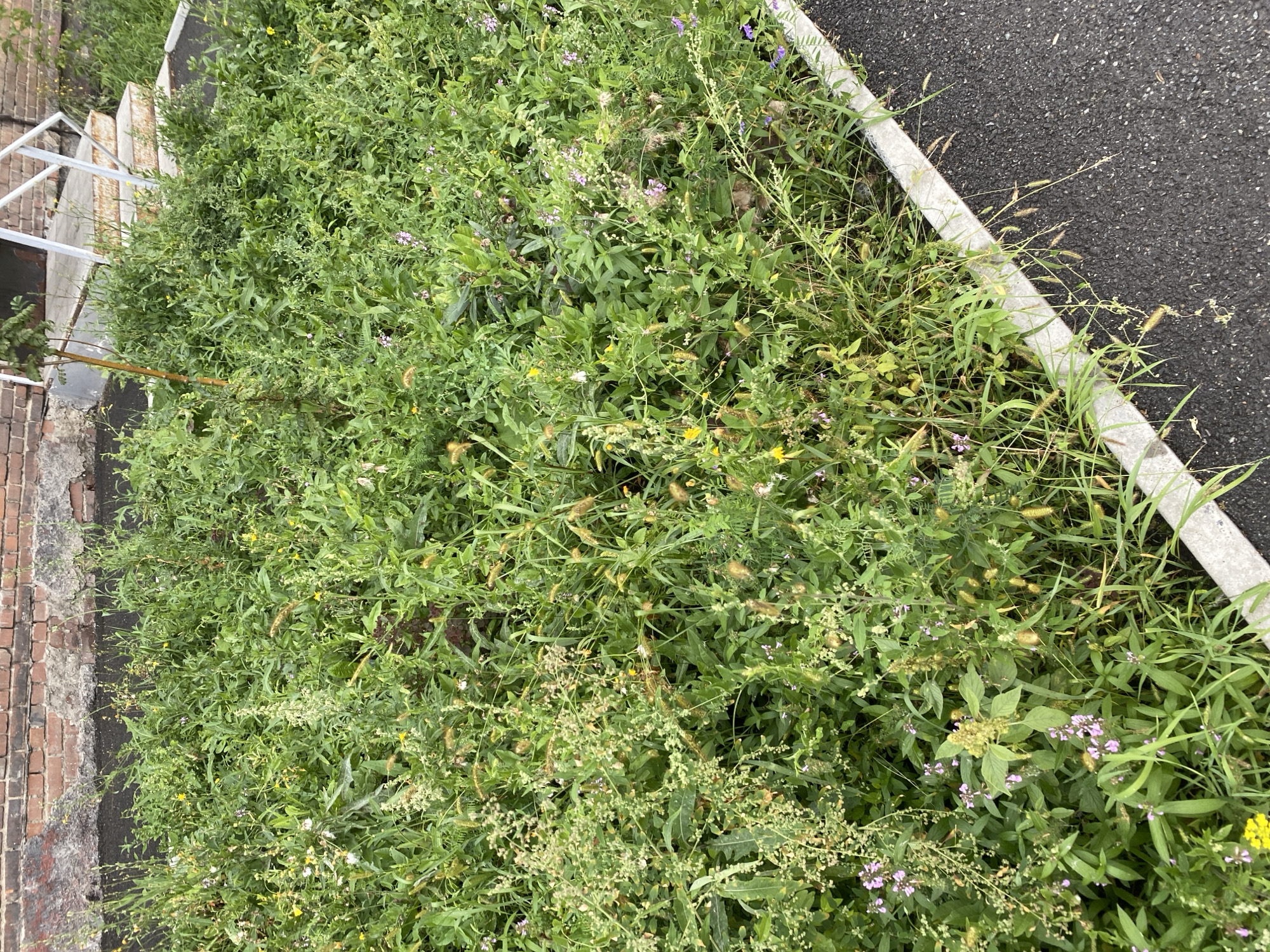 This image shows an overgrown patch of weeds and wild plants growing next to a paved area. The weeds are dense and varied, with green leaves, tall stalks, and some small purple and yellow flowers. In the background, there is a brick wall and a concrete staircase with a white railing. The paved area appears to be asphalt. The scene is outdoors and appears to be in an urban or semi-urban environment. There are no people or animals visible in the image.