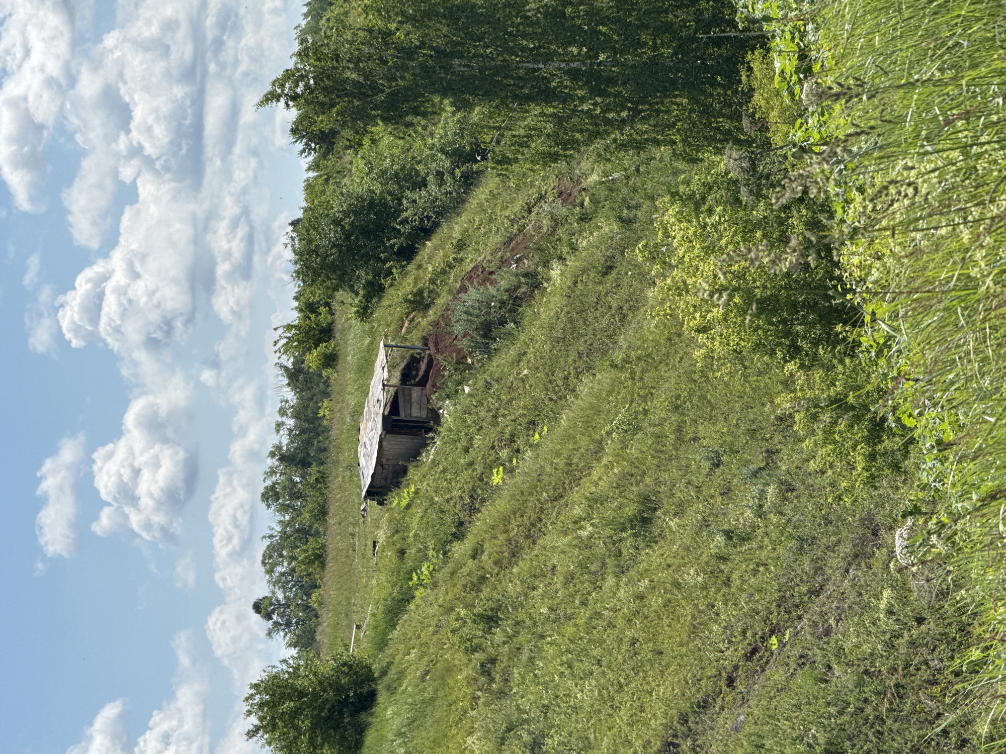 A humble, weathered wooden structure, possibly a shed or small shelter, is situated on a grassy, sloped hillside. The structure has a slightly slanted, corrugated roof and open sides revealing its interior. The surrounding environment is lush with green vegetation, including tall grasses, bushes, and trees. The sky above is blue with scattered white, fluffy clouds. The scene appears to be located in a rural or semi-rural area, consistent with the landscape that could be found in or around the village of Kalinino, Russia. There are no people or animals visible in the image.