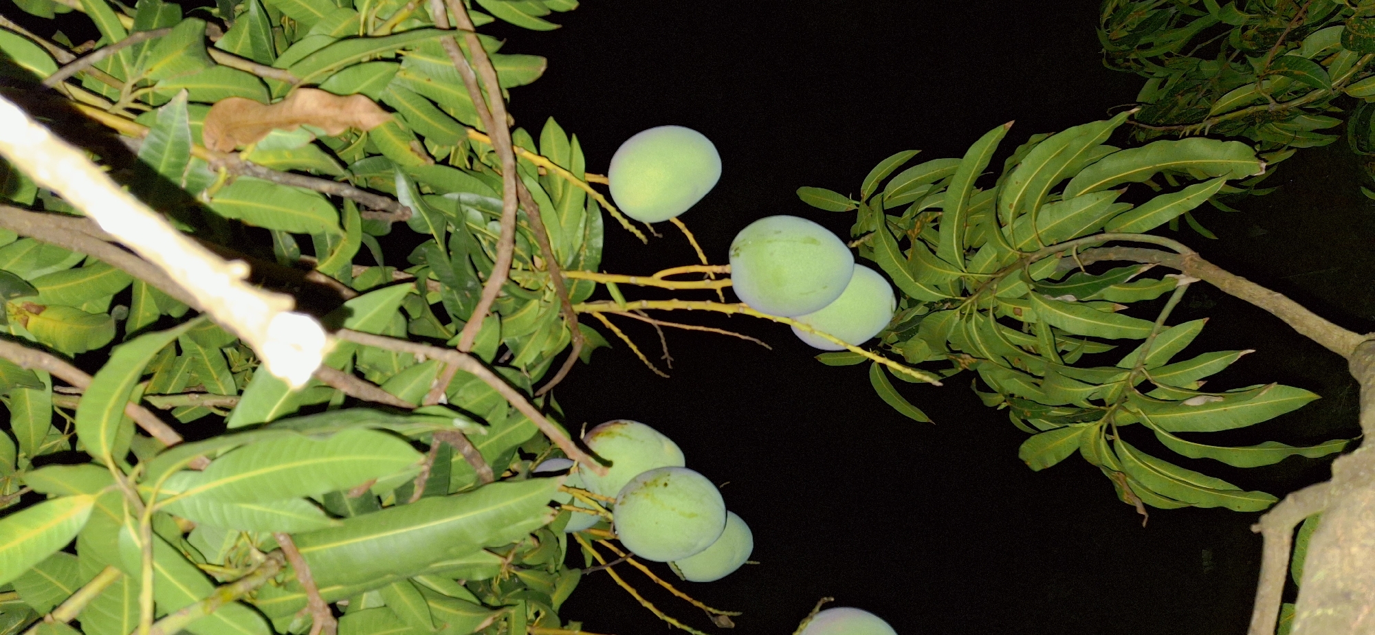 This is a nighttime photograph of a mango tree in Vallecito, Venezuela. Several unripe green mangoes are visible hanging from branches, some in clusters and others individually. The leaves are a vibrant green, and the branches are a mix of brown and yellow. The background is completely black, indicating the absence of light from the surrounding environment. There are no people or animals in the image.
