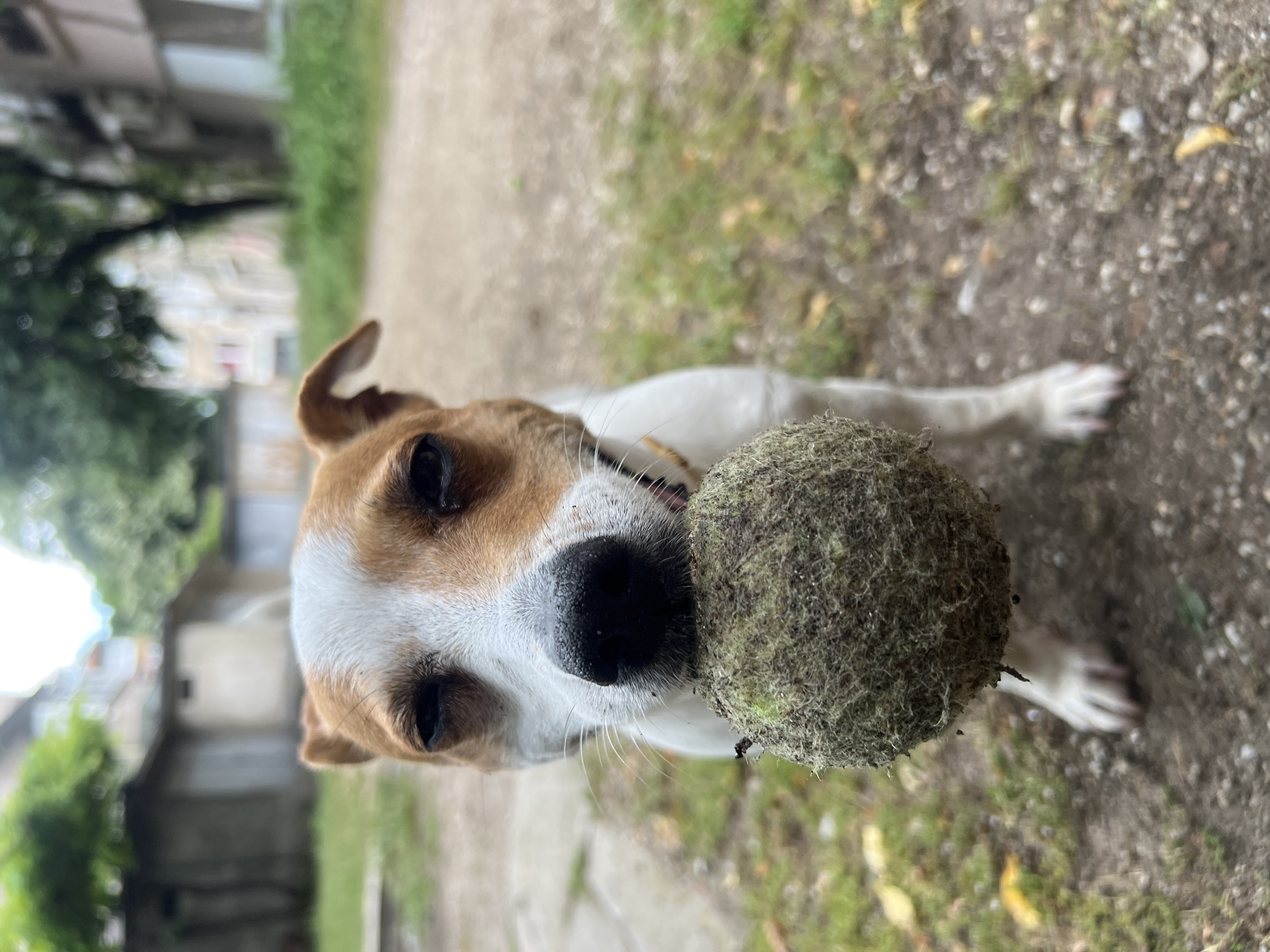 A Jack Russell Terrier stands on a dirt and gravel path with patchy grass, holding a tennis ball in its mouth. The dog is brown and white. Buildings are visible in the background, possibly located in Plovdiv, Bulgaria, based on the request.
