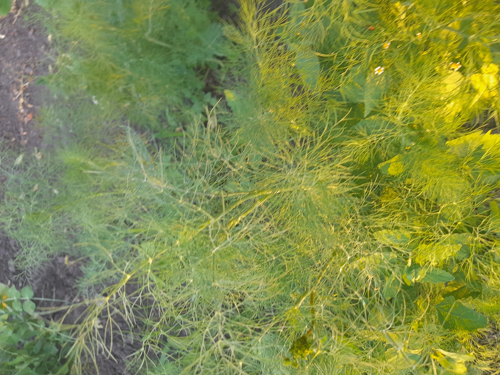 This is a high-angle, close-up shot of dense, feathery green foliage, likely from a herb or vegetable plant, with some larger, darker green leaves interspersed. The plants are growing in dark soil. The lighting suggests it is either early morning or late afternoon, with the sun casting a warm, golden glow on the upper right portion of the plants. The scene is outdoors, in a garden or field, with a slightly blurry background indicating a shallow depth of field. There are no people or specific objects visible, but the overall impression is one of lush, natural growth. The location context provided is Kliushnykivka, Ukraine. No text is visible in the image.