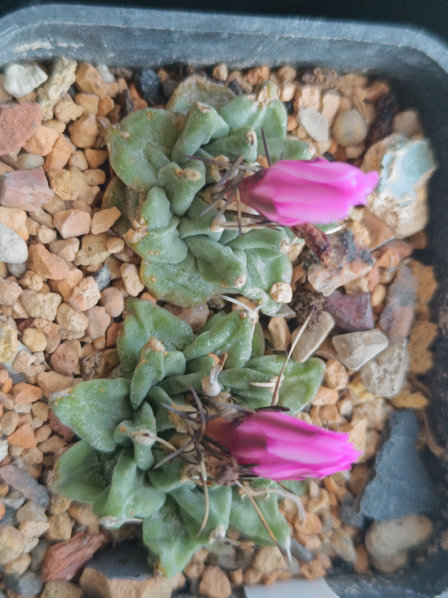 This is a close-up, overhead shot of a succulent plant in a gray plastic pot filled with small, light-colored gravel and larger, varied colored stones. The plant has thick, fleshy, pale green leaves that are folded and layered. There are two pink, closed flower buds emerging from the plant. The background is dark. This image appears to be taken indoors, as there is no indication of outdoor lighting or environmental conditions. The location in Salihorsk, Belarus, is not depicted in the image.