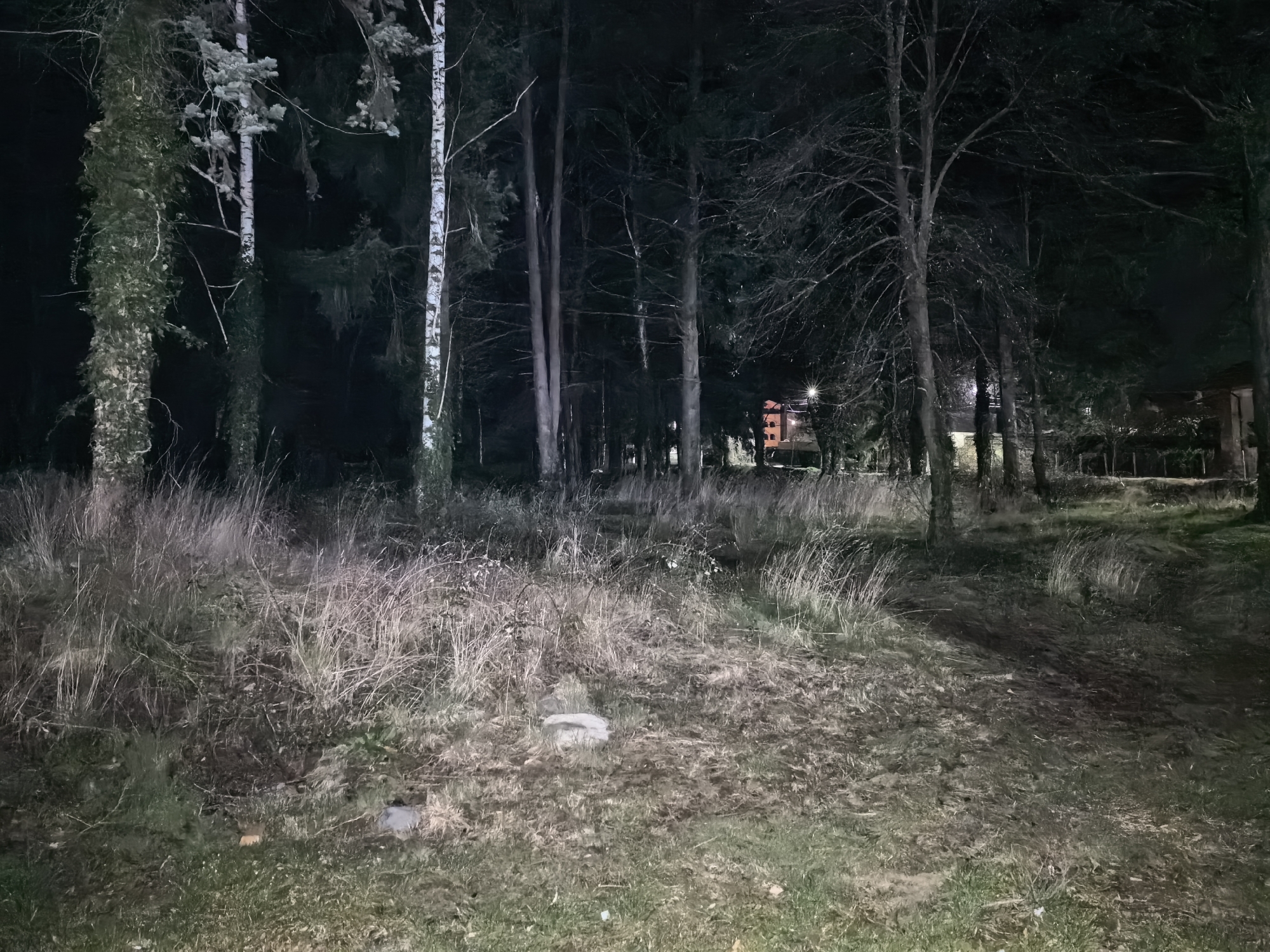 The image depicts a nighttime scene in a wooded area, possibly on the outskirts of a city or town. The location is characterized by a clearing with a mix of dried grass, bare ground, and low vegetation. Several trees are visible, some covered in ivy, and a few with distinctive white bark. In the background, faint lights suggest the presence of buildings, possibly houses or structures within a residential area. The overall atmosphere is dark and somewhat secluded. No people or animals are evident in the frame.