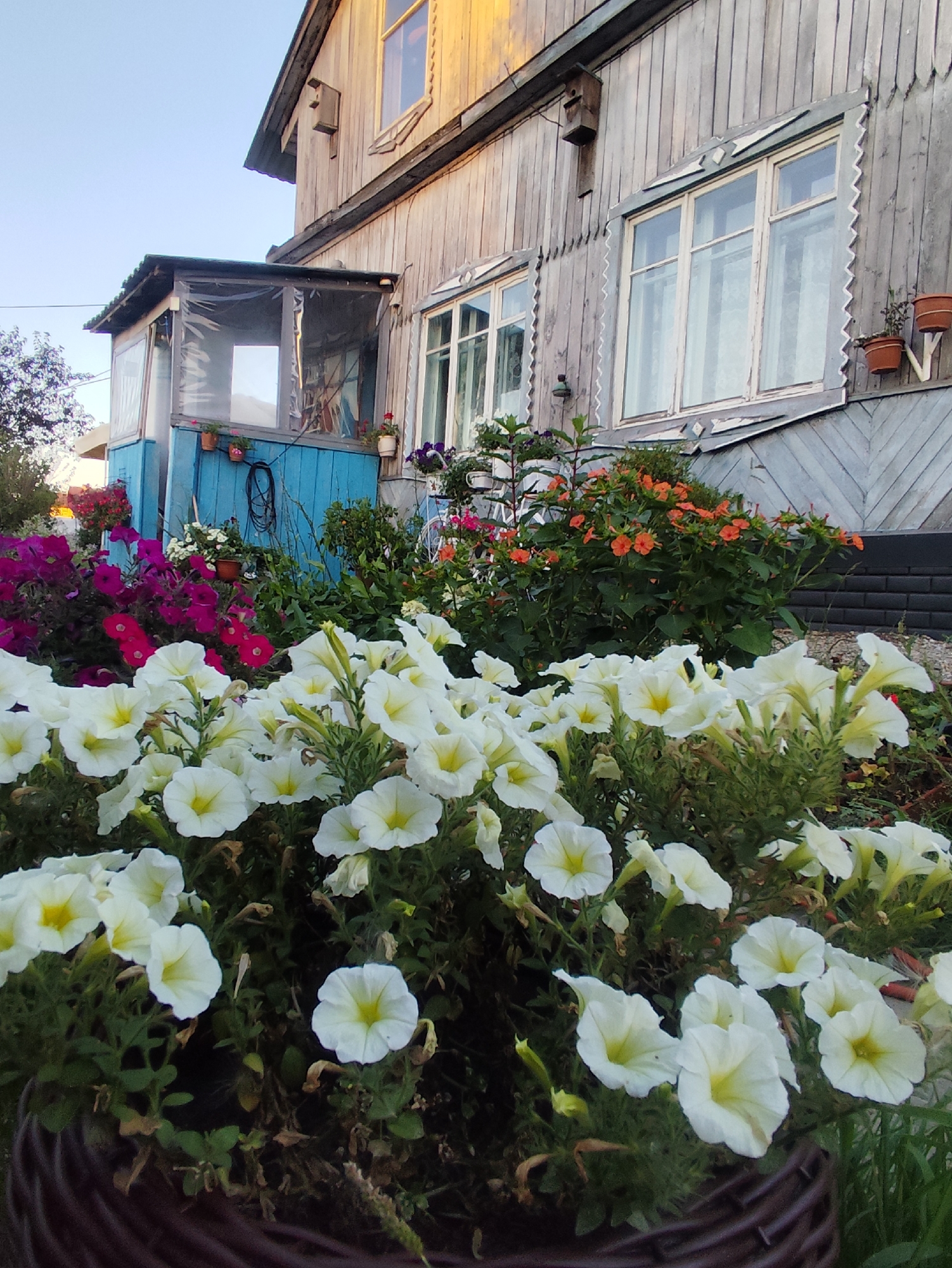 The image depicts a view of a wooden house in the village of Barlaksky, Russia. In the foreground, a large planter filled with blooming white petunias is visible. Behind the petunias, a colorful flowerbed features purple and pink petunias, interspersed with bright orange flowers. The house itself is constructed of weathered gray wood, with a blue-painted section that appears to be a covered porch area. Windows with white frames are visible on the house. The sky above is a clear, pale blue. The overall scene suggests a residential setting with a focus on floral landscaping.