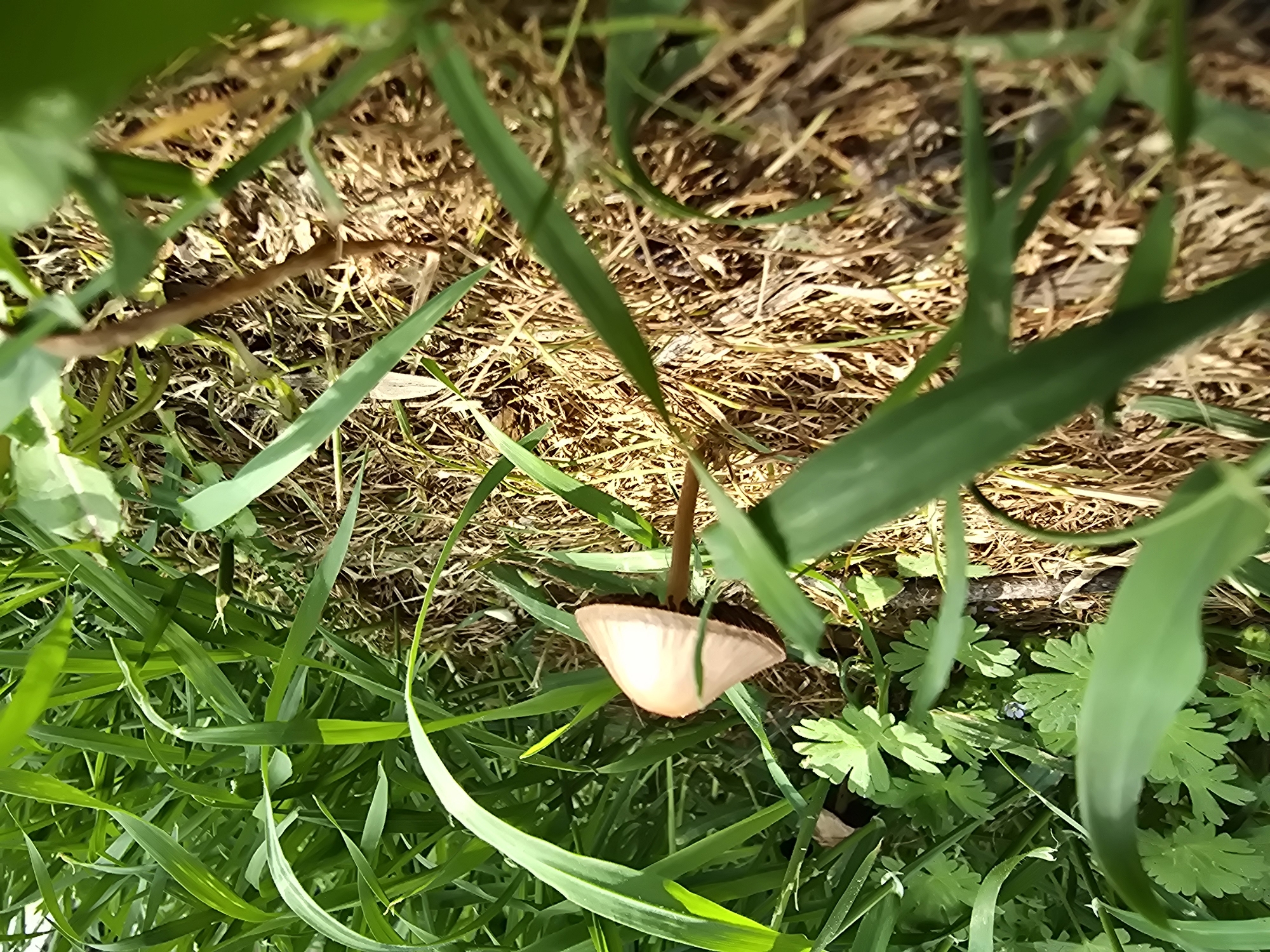 The image depicts a patch of ground in an area with mixed vegetation. The focal point is a small mushroom with a light tan cap and a slender, brown stem. The mushroom is surrounded by blades of green grass, some of which are long and prominent in the foreground. Patches of dry, brown plant matter and small green leafy plants are visible around the base of the mushroom. A small brown stick lies among the dry plant matter. The location of the image is Unknown, Unknown. There are no people present in the image.