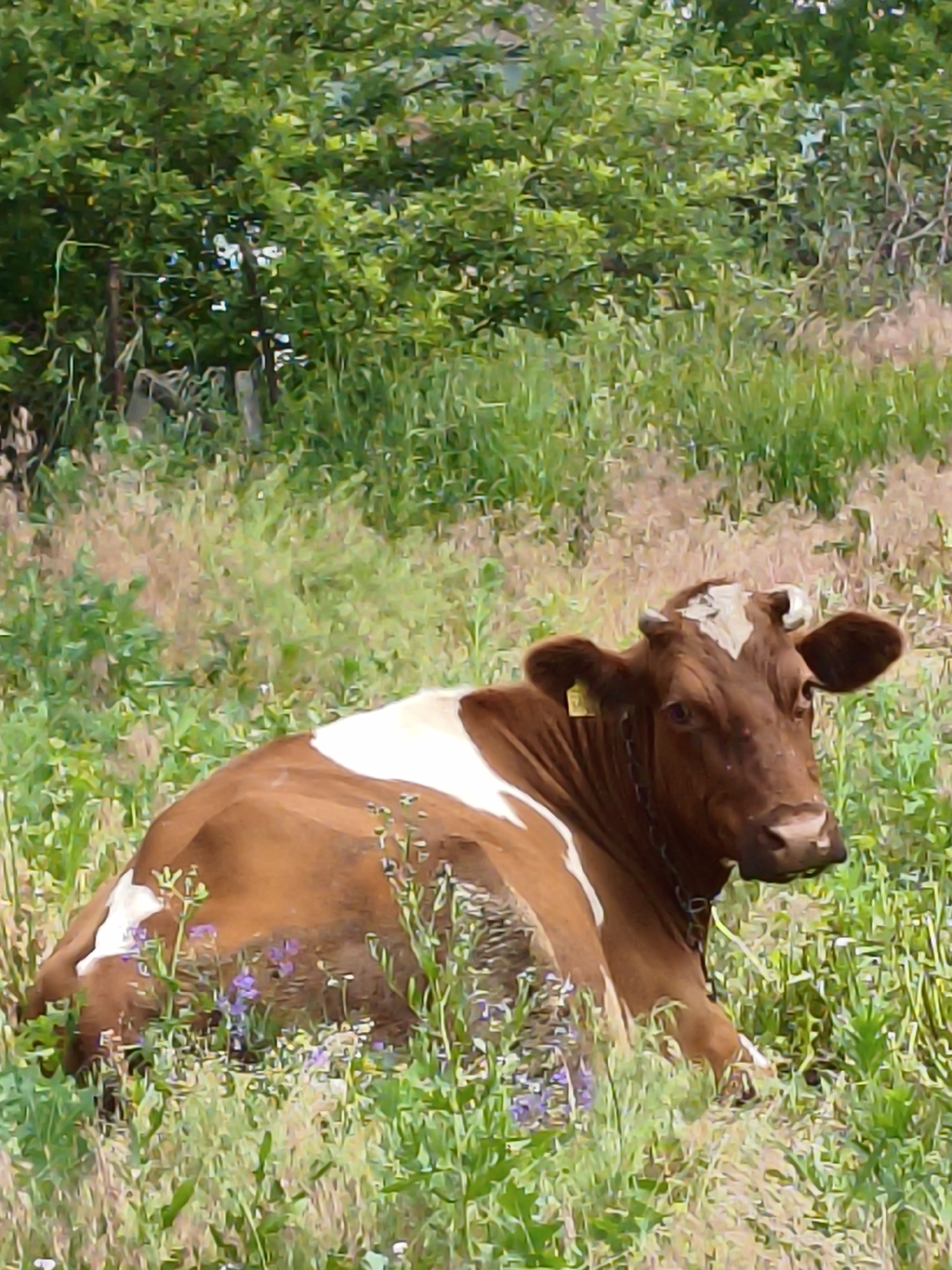 A brown and white cow is lying in a grassy field. The cow is facing the viewer and has its head slightly tilted to the right. It has a yellow tag on its left ear. The field is filled with tall green grass and some purple wildflowers. In the background, there are trees with lush green leaves. The scene appears to be set during the daytime, with natural lighting illuminating the cow and the surrounding vegetation. The overall impression is one of a peaceful rural setting. There is no visible text in the image. The location is Ustyvytsia, Ukraine.