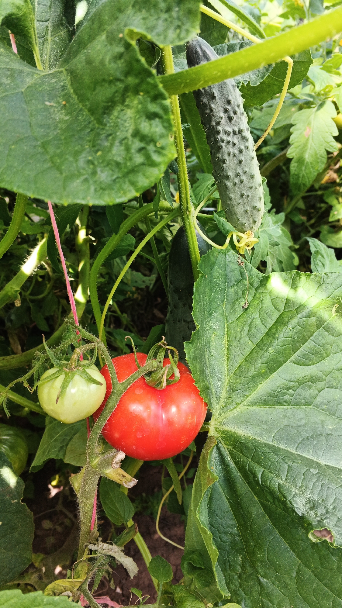 This is a close-up, eye-level, outdoor, vertical, natural light photograph of a tomato plant and a cucumber plant growing together. The foreground features a ripe red tomato and an unripe green tomato on the vine. A spiky cucumber hangs above and to the right of the tomatoes. Large, textured green leaves dominate the frame, with some blurred foliage in the background. The scene appears to be a garden, possibly in the village of Podgornoye, Russia, given the provided context. There are no people or animals visible in the image. The overall impression is of healthy, growing produce.