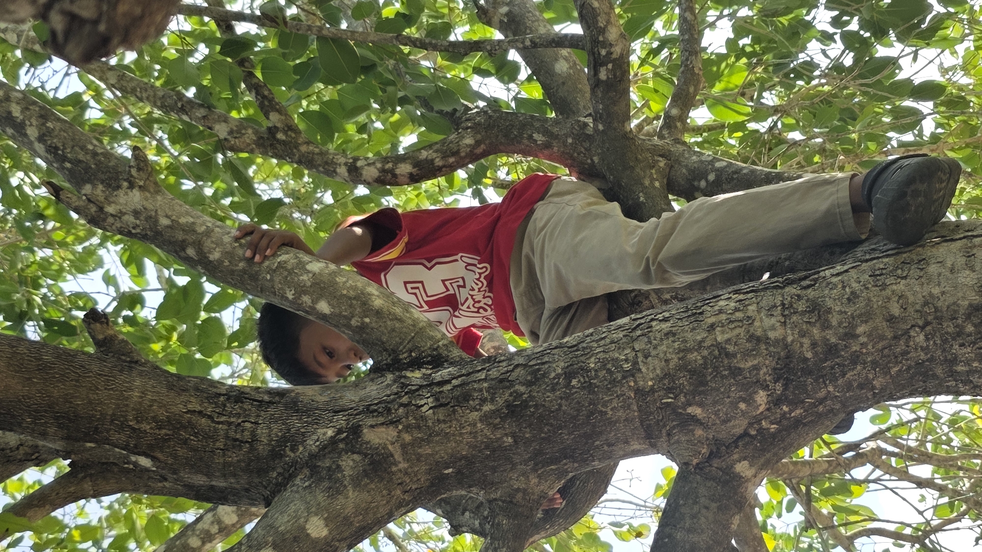 A young boy in a red t-shirt and light-colored pants is positioned on a tree branch. He is looking down. The tree has green leaves and thick, textured branches. The location is Lhokseumawe, Indonesia.