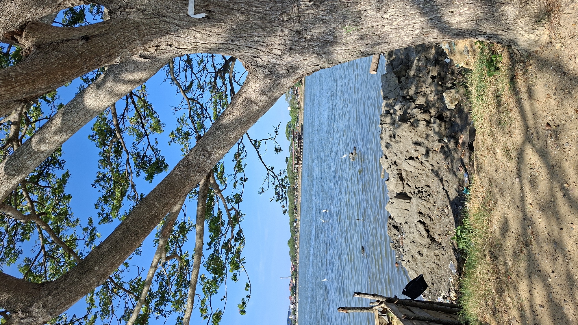 The image depicts a waterfront scene with a large tree in the foreground, its branches extending towards the blue sky and framing a view of a body of water. In the distance, a town or city is visible along the shoreline, with buildings and a pier extending into the water. Several white birds, likely egrets or herons, are scattered across the water. The immediate foreground shows a patch of dry ground with sparse grass and some debris, including plastic items and a black bucket. A pile of earth or sand is also present near the water's edge. The overall impression is of a somewhat neglected urban waterfront. This scene is likely located in Lhokseumawe, Indonesia, a city known for its coastal environment and industrial presence.