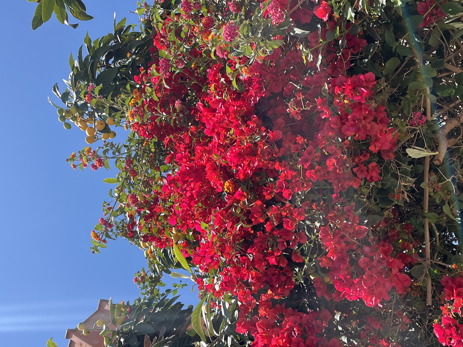 The image captures a vibrant outdoor scene, looking upwards through a dense canopy of foliage and colorful blossoms against a clear blue sky. The dominant feature is an abundance of bright red flowers, characteristic of bougainvillea, which thickly cover a large portion of the frame, especially towards the right and center. These striking red blooms are intertwined with lush green leaves and branches.
To the left and mixed among the red flowers, several clusters of small, round, yellowish-orange fruits are visible, strongly resembling loquats. These fruits are attached to branches with their own green leaves. A few smaller, multi-colored flowers, possibly lantana, can also be discerned within the green and red tapestry.
The background is a vivid, cloudless blue sky, indicating bright, clear weather. The image appears to be taken from a low vantage point, emphasizing the flourishing growth overhead. Bright sunlight illuminates the scene, highlighting the intense colors of the flowers and fruits. In the bottom-left corner, a small section of a terracotta-colored roof or building structure is visible. There is no discernible activity or visible text in the image. The lush vegetation and bright conditions are consistent with the Mediterranean climate of Alanya, Turkey.