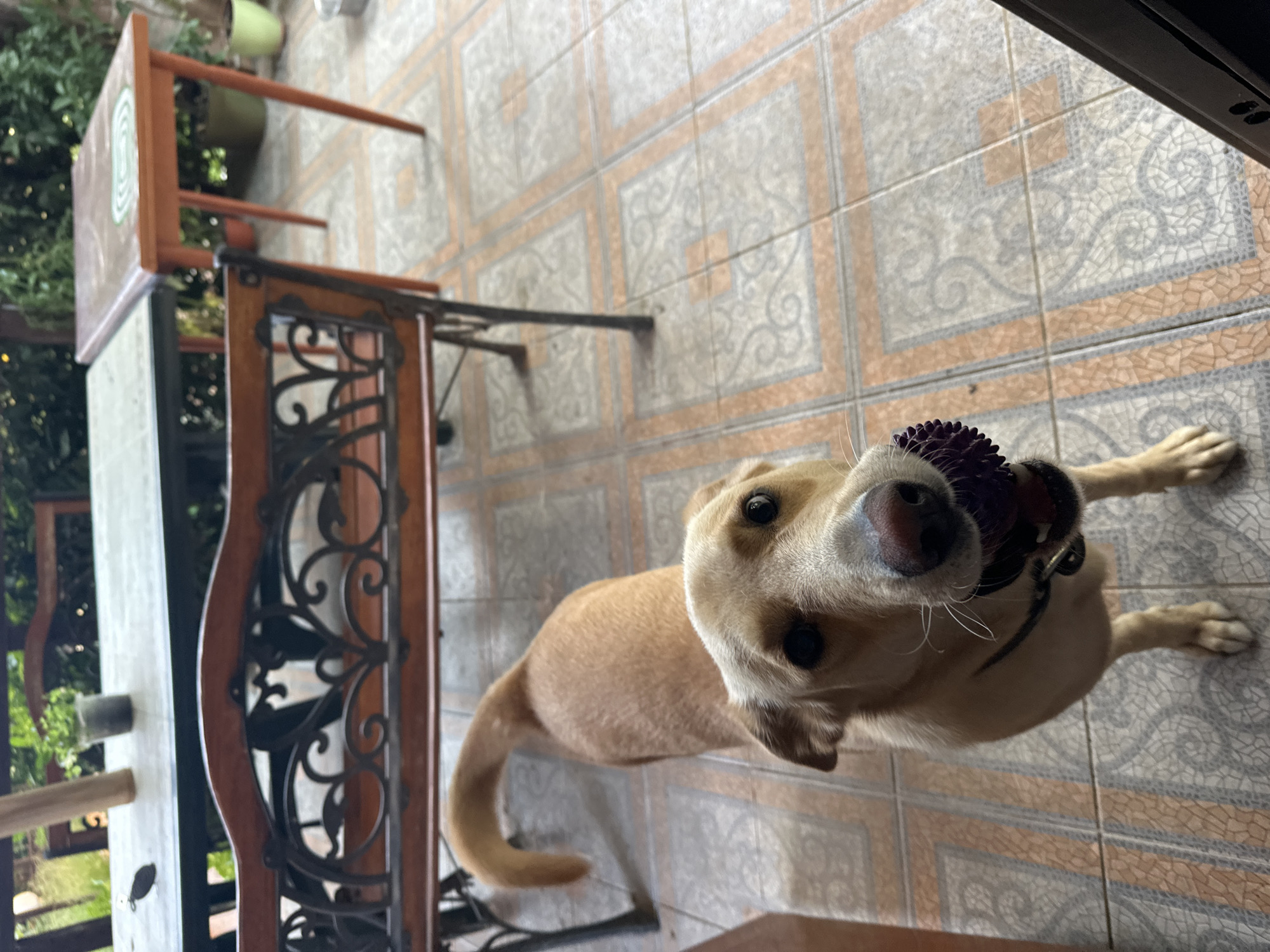 A light brown dog with black eyes and a pink nose stands on a tiled patio, holding a purple ball in its mouth. The dog is looking directly at the camera. In the background, there is a wooden bench with an ornate metal backrest. Beyond the bench, there are two tables, one with a light-colored top and the other with an orange top. Plants are visible in pots on the patio and in the background. The environment suggests an outdoor seating area, possibly a backyard or terrace.