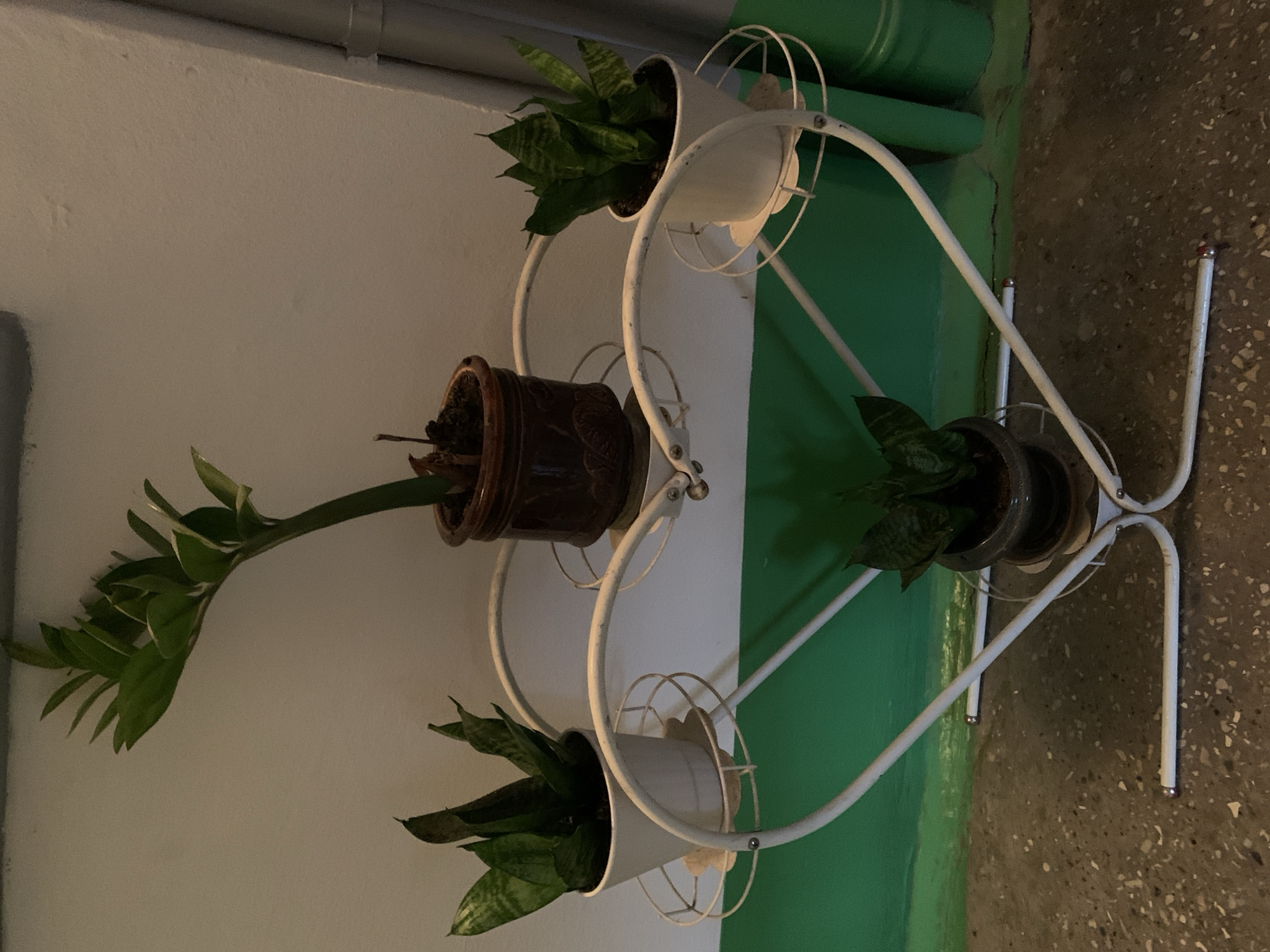 The image displays a white metal plant stand with a heart-shaped design, holding four potted plants. The stand is positioned against a wall, with the lower part of the wall painted a vibrant green, and the upper part a lighter, neutral color. The floor is a speckled concrete. The plants appear to be of the snake plant variety, with one plant exhibiting long, arching green leaves.
The plant stand has multiple levels, with three of the pots visible and a fourth pot partially obscured. One pot is a dark, intricately patterned ceramic, while the others are white. The plants are indoors, suggested by the wall and ceiling features visible at the top of the image. The lighting suggests an indoor environment, possibly with artificial light contributing to the illumination. No people are present in the image. The overall scene is a still-life arrangement of decorative plants. There is no visible text in the image. The context of Ternopil, Ukraine, places this scene within a specific geographical location.