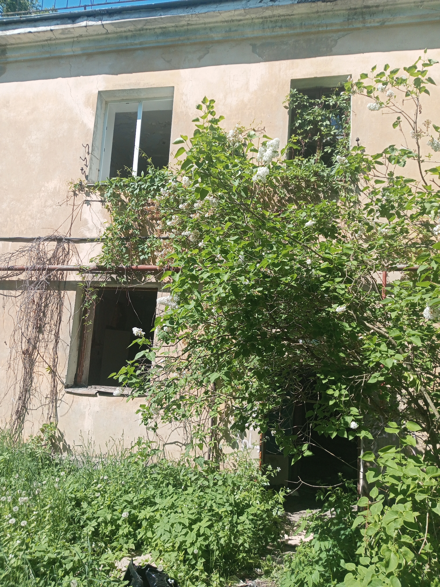 The image displays an abandoned two-story building in Kommunar, Russia, heavily reclaimed by vegetation under bright daylight. The building features a weathered, light beige stucco facade with visible cracks and peeling paint, topped by a decaying concrete cornice.
Several openings are present: the top left window has a white, glassless frame; the top right window is completely obscured by dense green vines. A lower-level window on the left also lacks glass and has a rusty frame, while a fourth opening, likely a doorway, is almost entirely hidden by foliage on the ground floor to the right.
A large, lush bush with clusters of small white flowers (possibly lilac) dominates the foreground and midground, growing directly against and into the building, covering significant portions of its facade. Dried, dark vines hang profusely from rusty horizontal pipes attached to the lower part of the wall. The ground level is overgrown with tall green grass and numerous white dandelion seed heads.
Bright sunlight casts distinct shadows on the building, indicating a clear, sunny day. The scene conveys a strong sense of dereliction and nature's slow but persistent reclamation of the man-made structure. No human figures or discernible text are visible in the image.